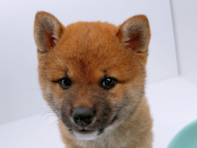 愛知県の柴犬(標準サイズ) (ペッツワン小牧店/2026年2月6日生まれ/女の子/赤)の子犬