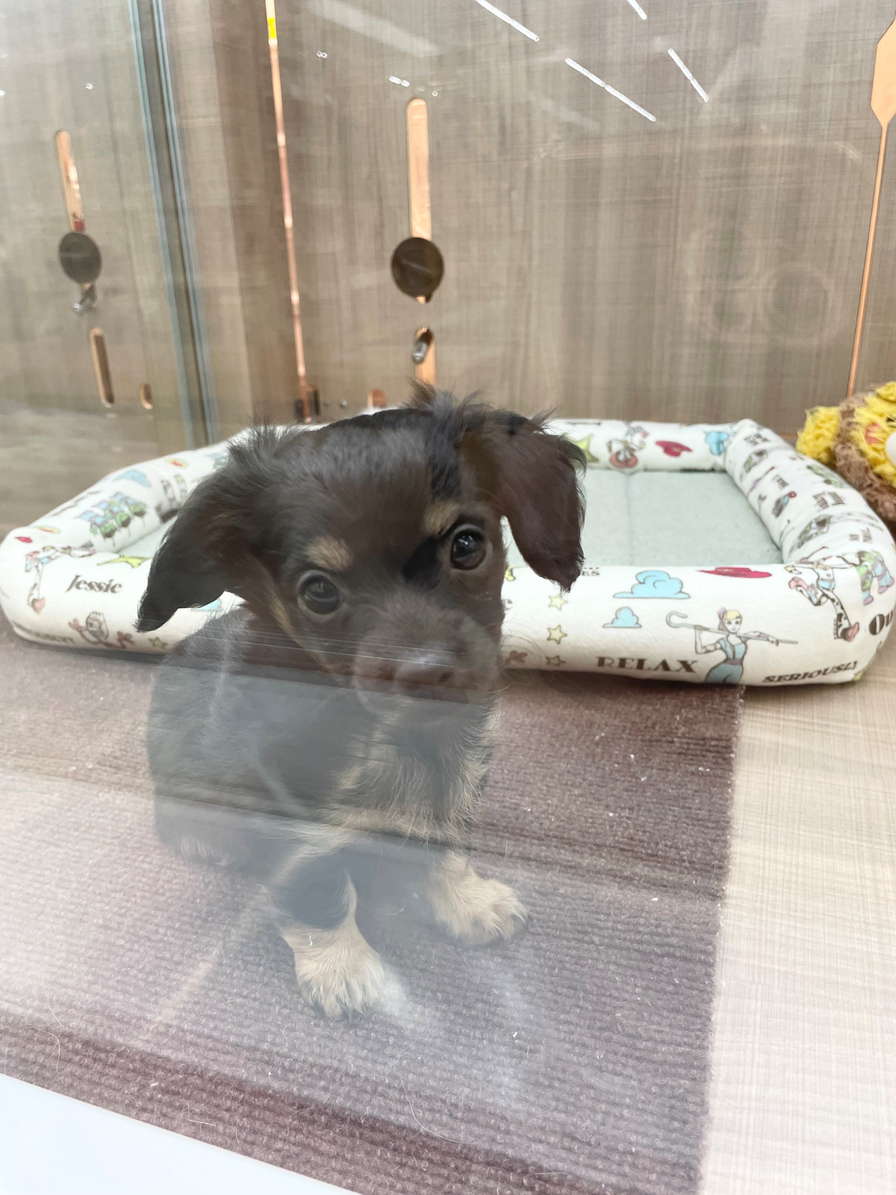 岐阜県のハーフ犬・ミックス犬 (ペッツワン可児店/2026年2月2日生まれ/男の子/ブラックタン)の子犬の2枚目の画像