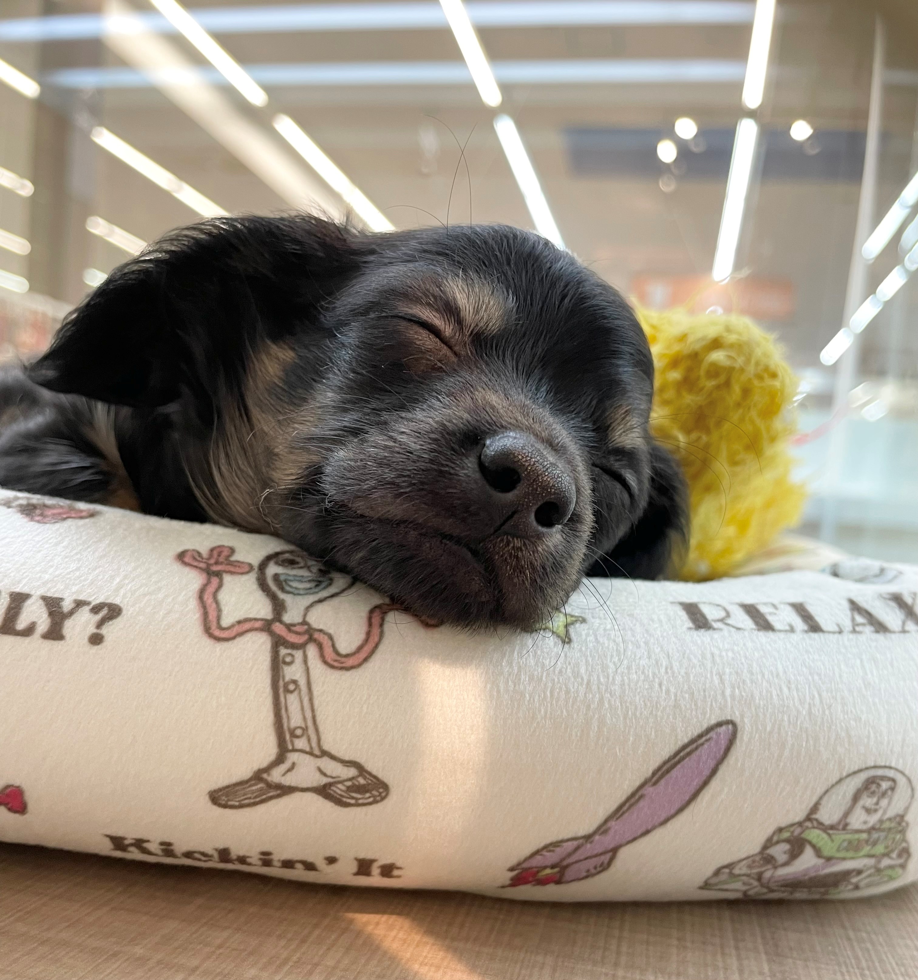 岐阜県のハーフ犬・ミックス犬 (ペッツワン可児店/2026年2月2日生まれ/男の子/ブラックタン)の子犬の3枚目の画像