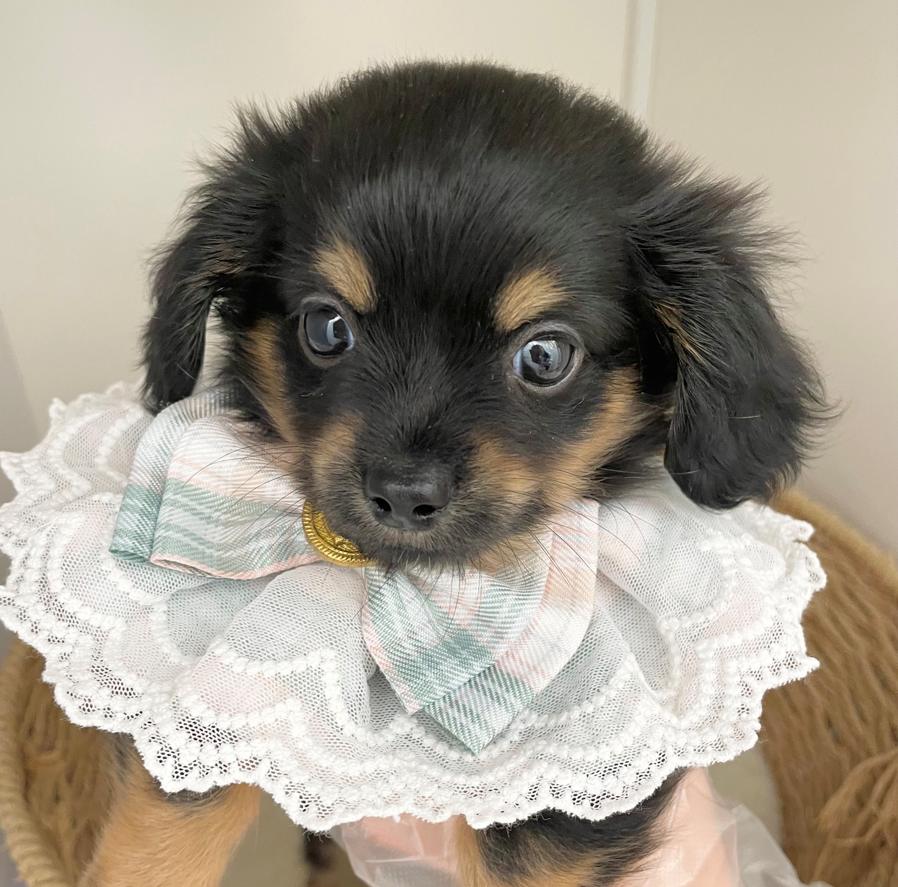 岐阜県のハーフ犬・ミックス犬 (ペッツワン可児店/2026年2月2日生まれ/男の子/ブラックタン)の子犬