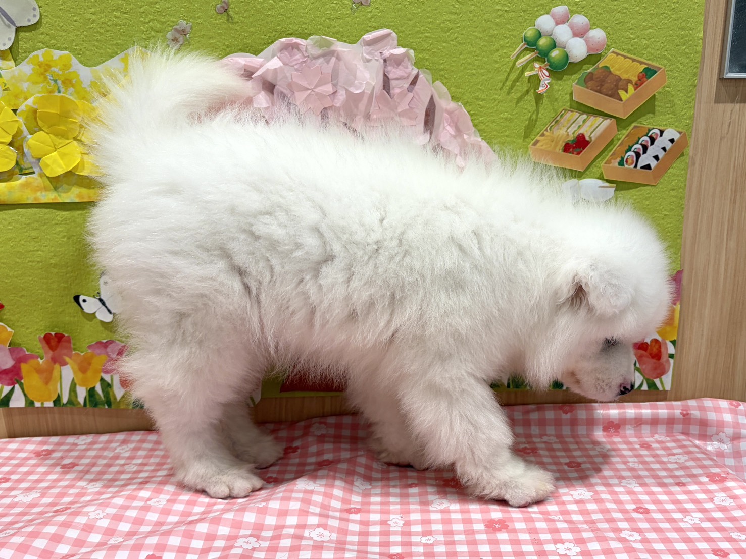 福島県のサモエド (ペッツワン会津若松店/2026年1月30日生まれ/男の子/ホワイト)の子犬の2枚目の画像