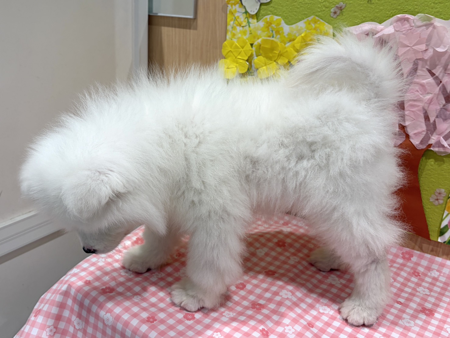 福島県のサモエド (ペッツワン会津若松店/2026年1月30日生まれ/男の子/ホワイト)の子犬の3枚目の画像