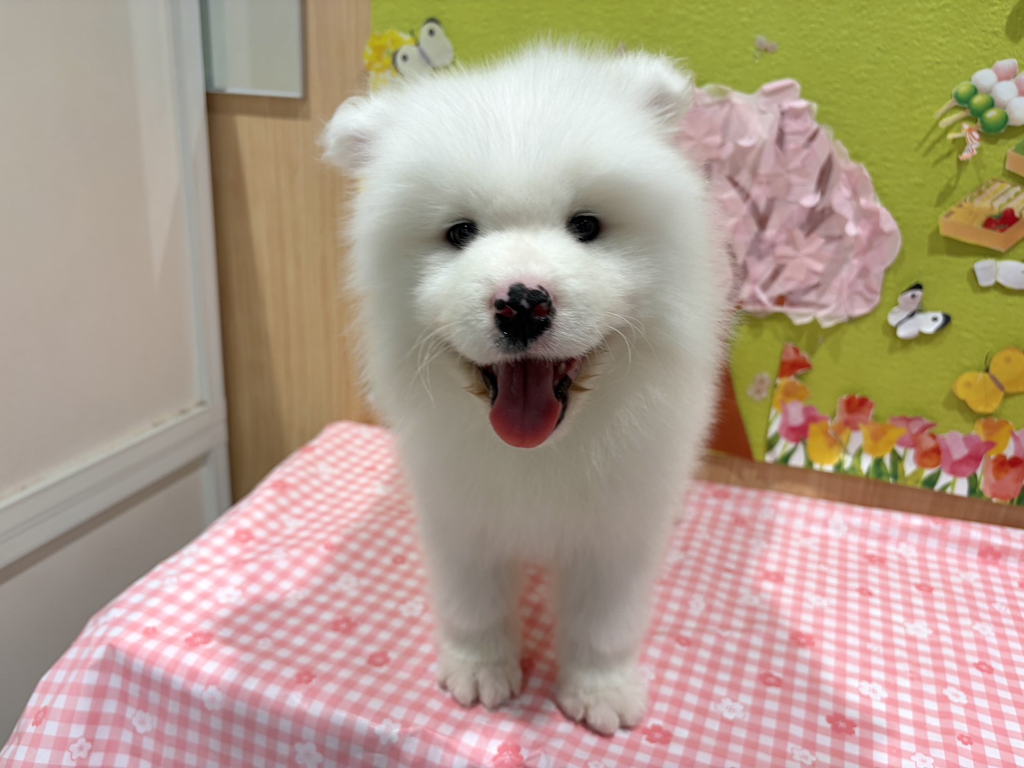 福島県のサモエド (ペッツワン会津若松店/2026年1月30日生まれ/男の子/ホワイト)の子犬の1枚目の画像