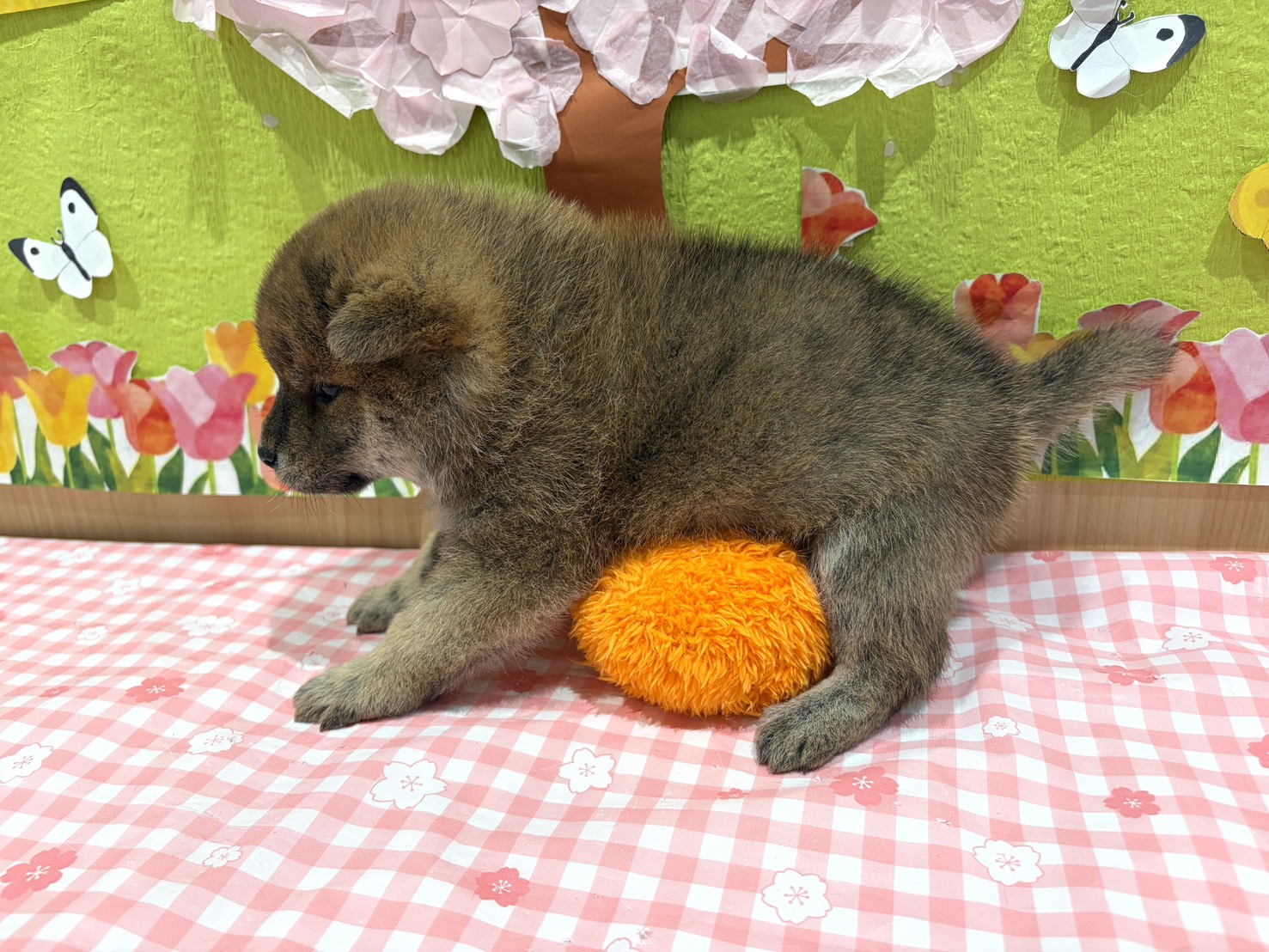 福島県の甲斐犬 (ペッツワン会津若松店/2026年2月8日生まれ/男の子/レッド)の子犬の2枚目の画像