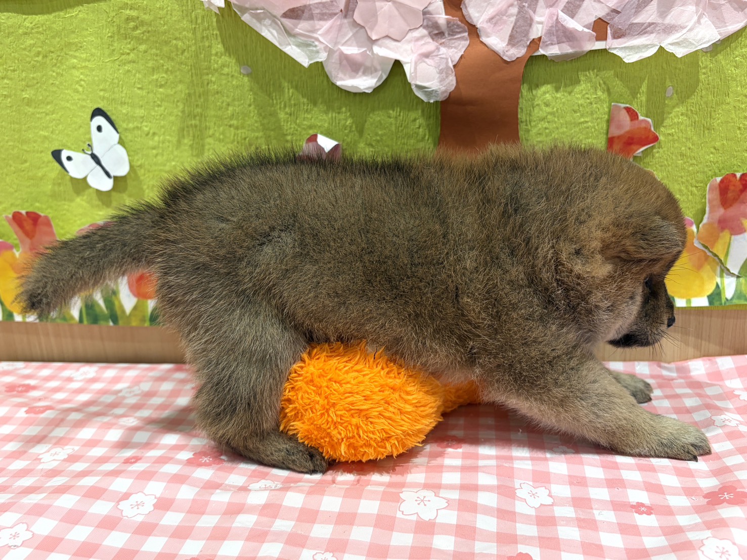 福島県の甲斐犬 (ペッツワン会津若松店/2026年2月8日生まれ/男の子/レッド)の子犬の3枚目の画像