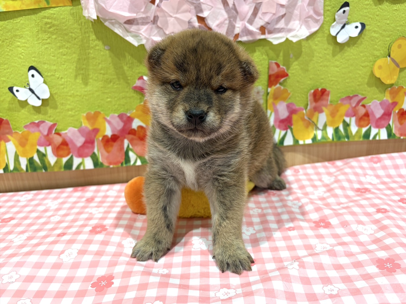 福島県の甲斐犬 (ペッツワン会津若松店/2026年2月8日生まれ/男の子/レッド)の子犬の1枚目の画像