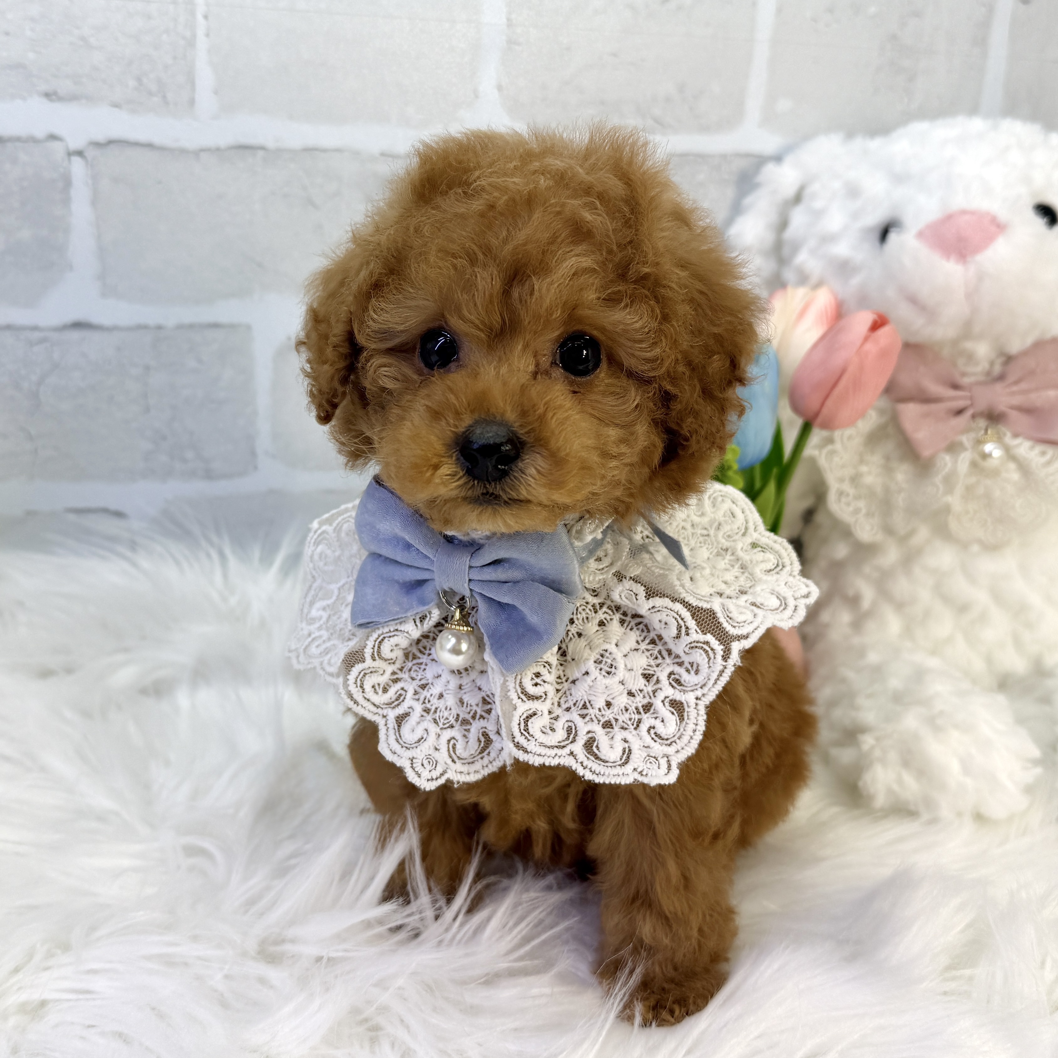 大阪府のトイプードル(トイ) (ペッツワン高槻店/2026年2月5日生まれ/男の子/レッドフォーン)の子犬の3枚目の画像