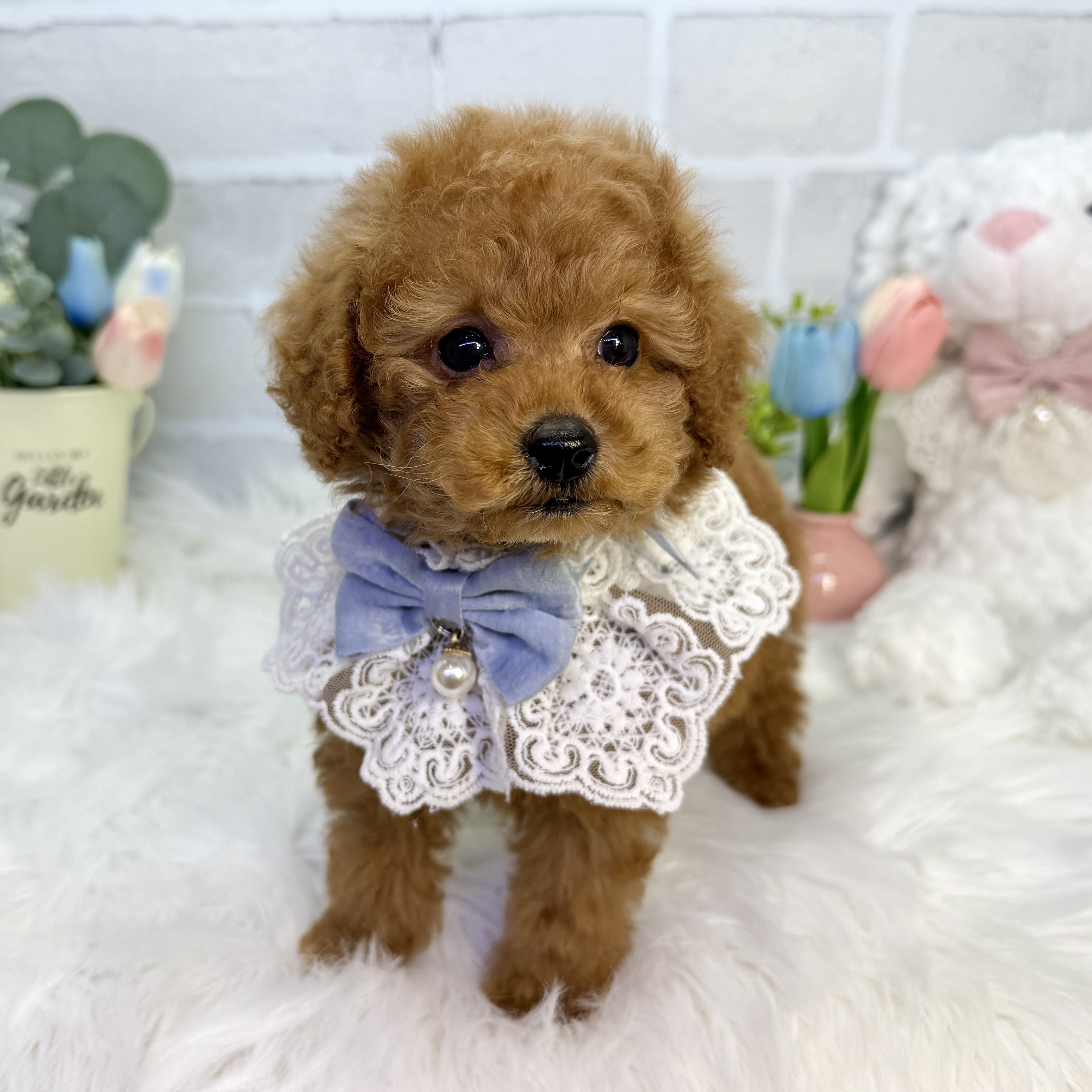 大阪府のトイプードル(トイ) (ペッツワン高槻店/2026年2月5日生まれ/男の子/レッドフォーン)の子犬の1枚目の画像