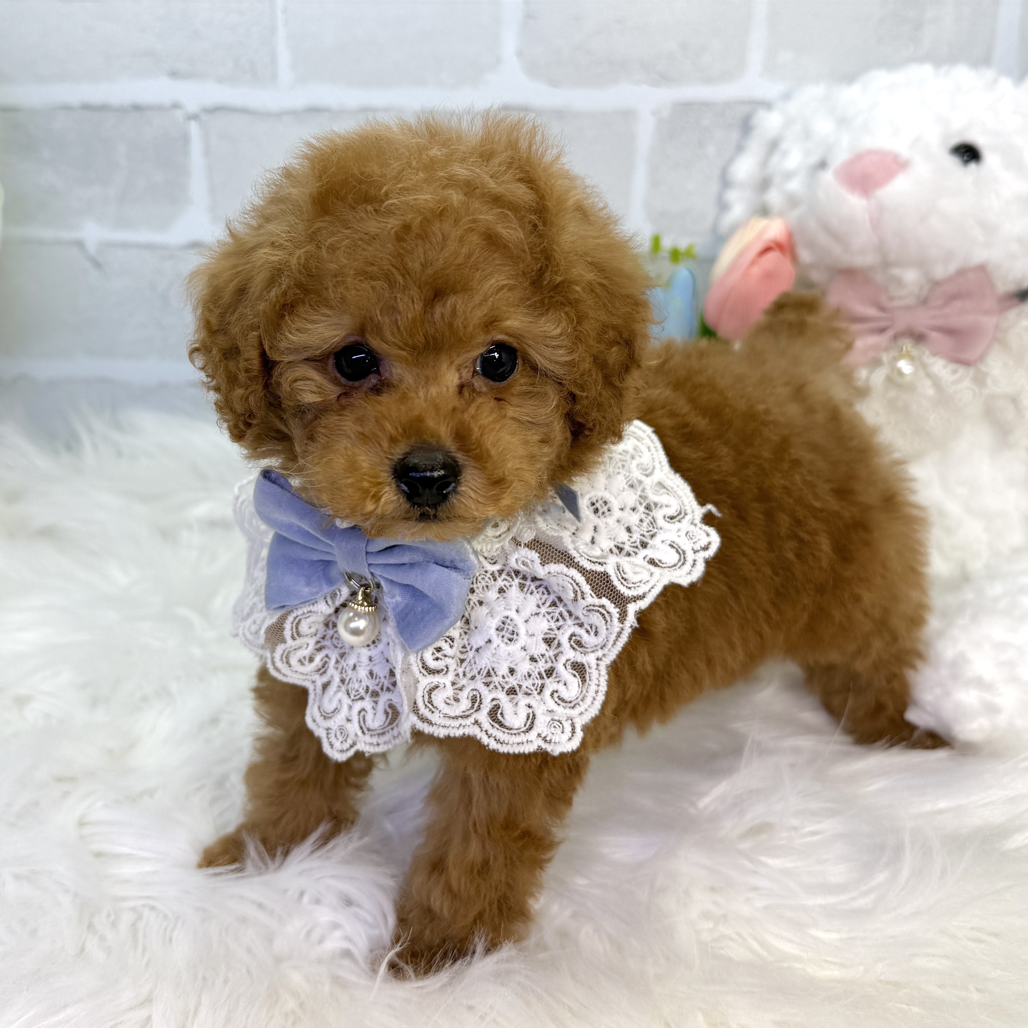 大阪府のトイプードル(トイ) (ペッツワン高槻店/2026年2月5日生まれ/男の子/レッドフォーン)の子犬の2枚目の画像