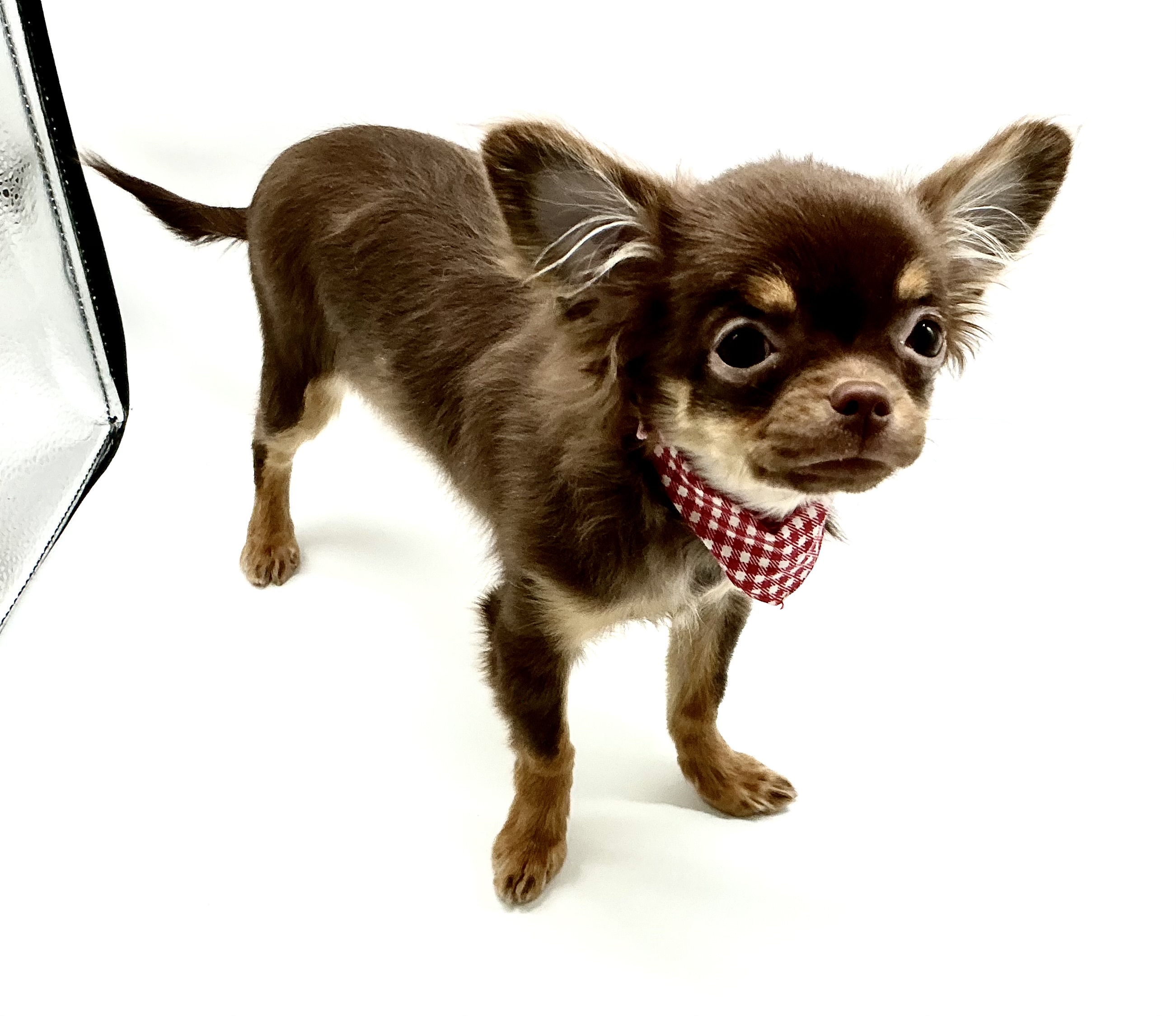 埼玉県のチワワ(ロング) (ペッツワン鶴ヶ島店/2025年11月7日生まれ/女の子/チョコレートタン)の子犬の2枚目の画像