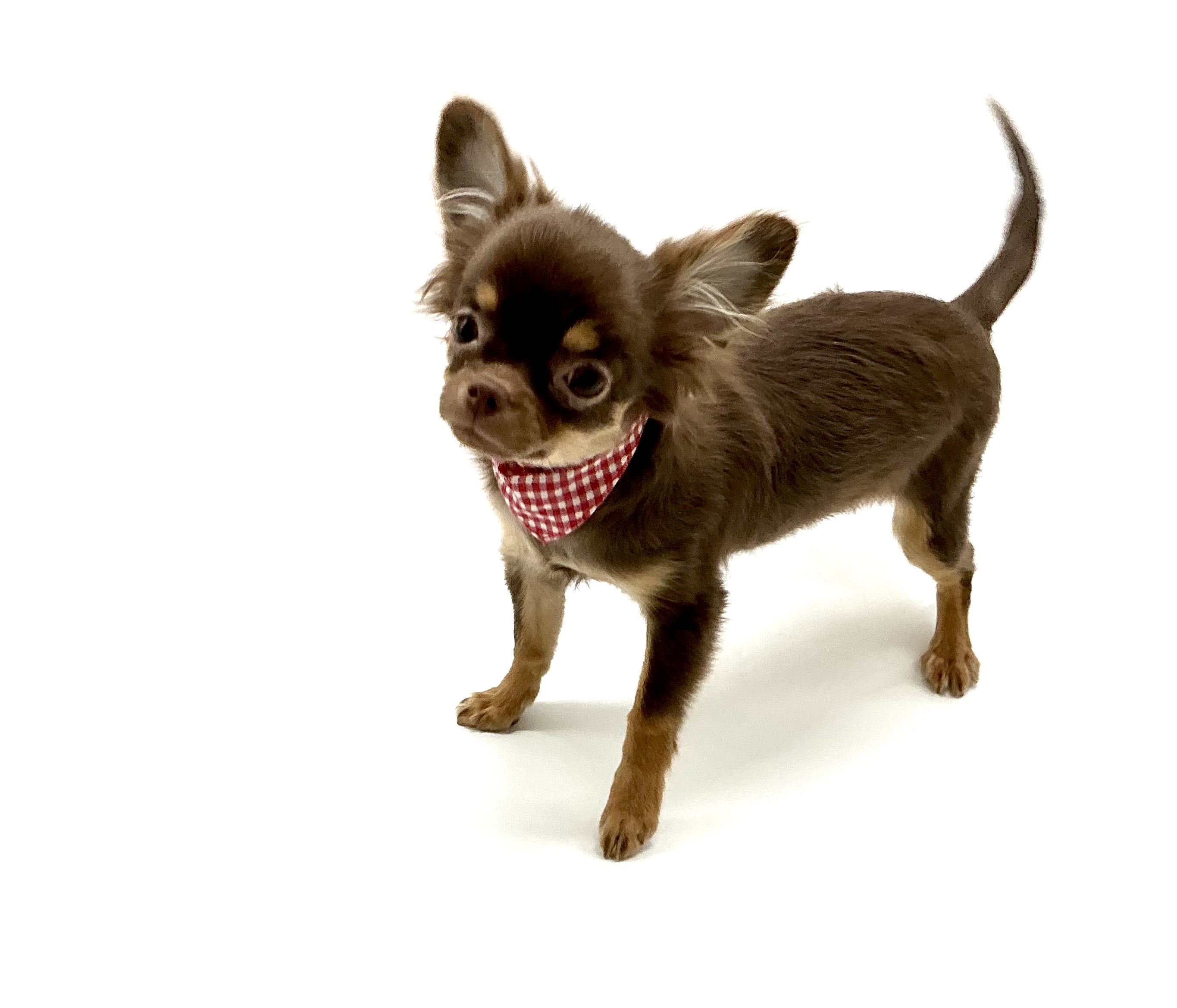 埼玉県のチワワ(ロング) (ペッツワン鶴ヶ島店/2025年11月7日生まれ/女の子/チョコレートタン)の子犬の3枚目の画像