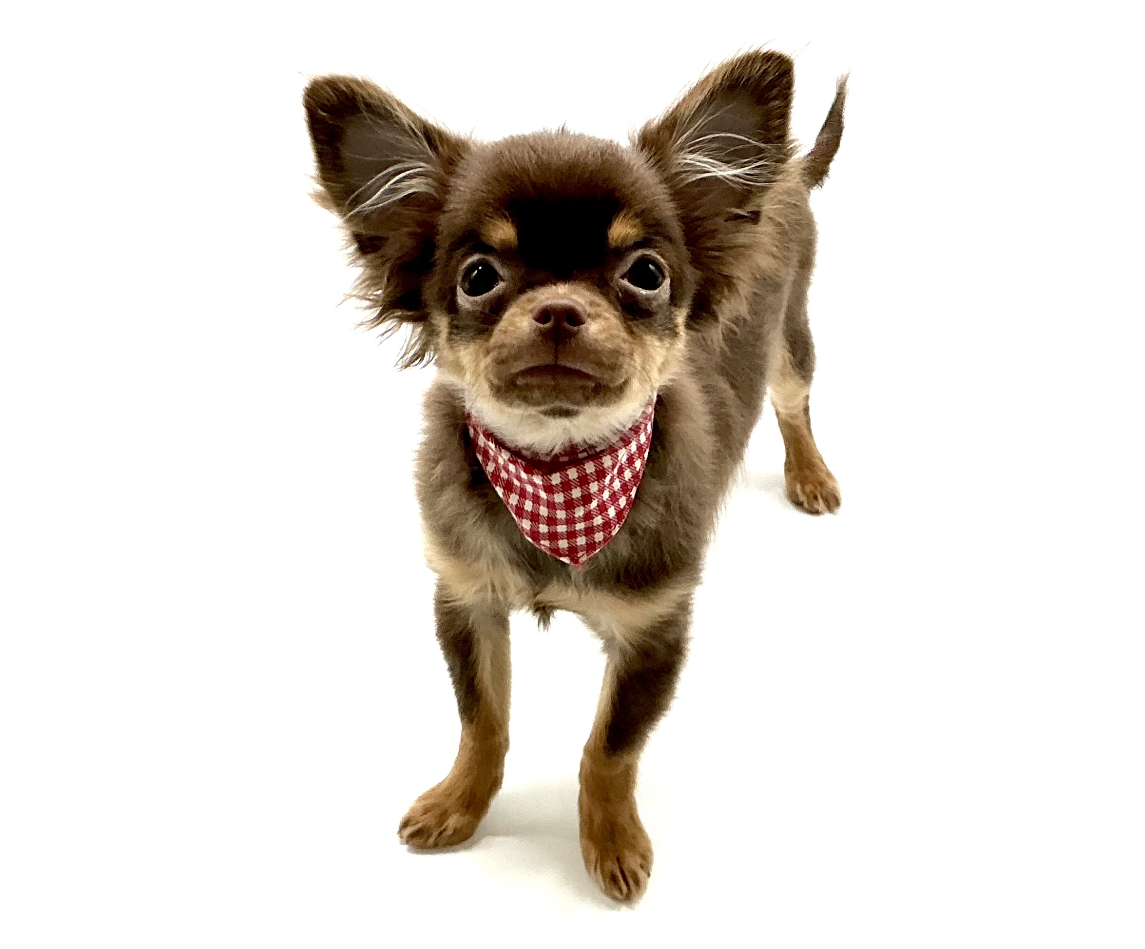 埼玉県のチワワ(ロング) (ペッツワン鶴ヶ島店/2025年11月7日生まれ/女の子/チョコレートタン)の子犬の1枚目の画像