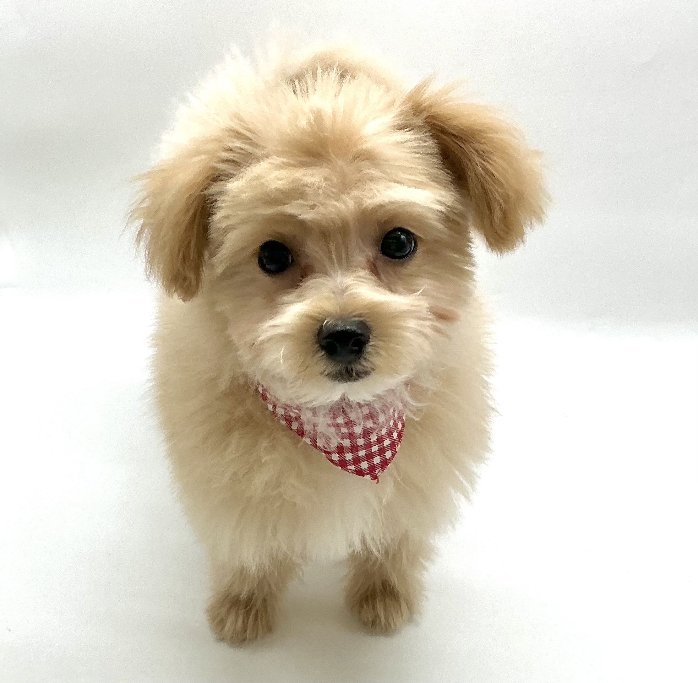 埼玉県のハーフ犬・ミックス犬 (ペッツワン鶴ヶ島店/2025年12月19日生まれ/男の子/クリーム)の子犬の1枚目の画像