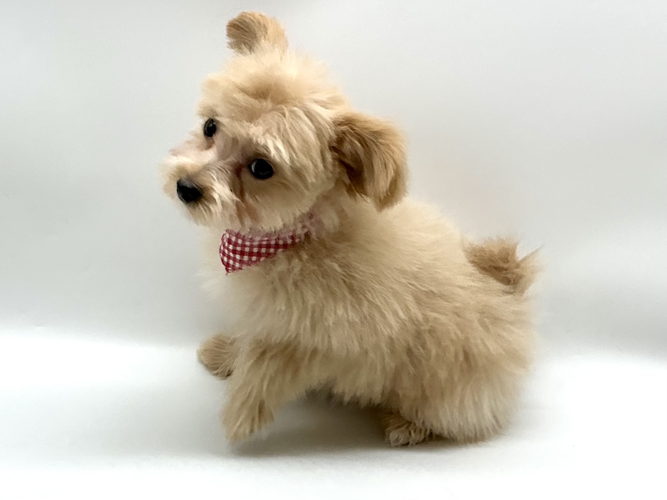 埼玉県のハーフ犬・ミックス犬 (ペッツワン鶴ヶ島店/2025年12月19日生まれ/男の子/クリーム)の子犬の2枚目の画像