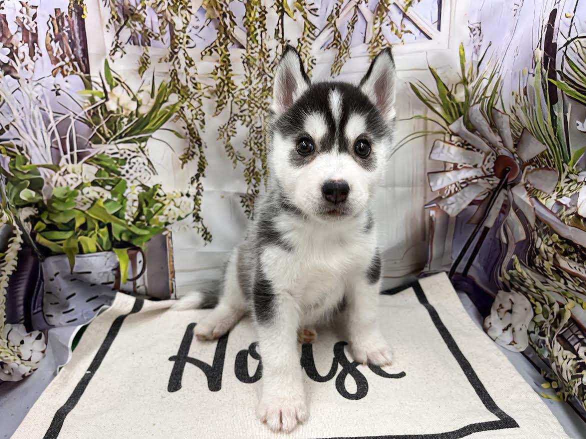 群馬県のシベリアンハスキー (ペッツワン前橋小島田店/2026年1月31日生まれ/男の子/ブラックホワイト)の子犬