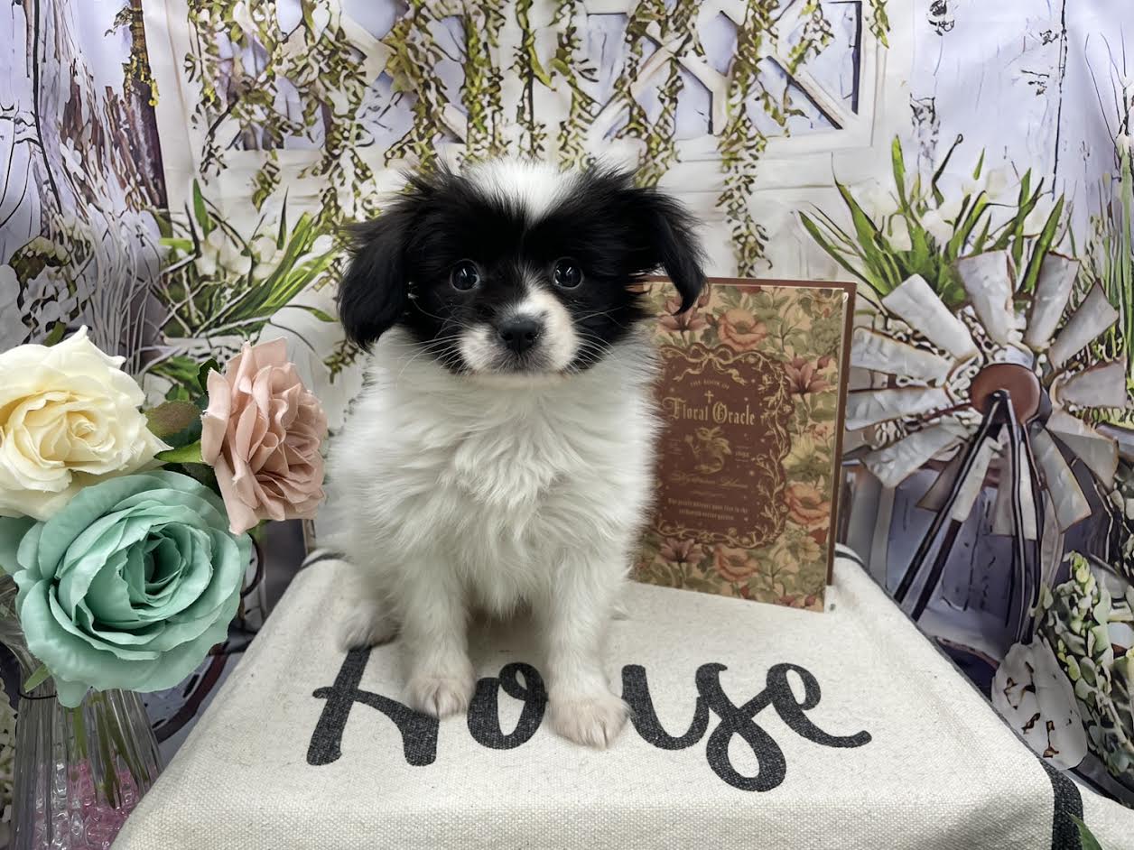 群馬県のパピヨン (ペッツワン前橋小島田店/2026年1月22日生まれ/男の子/ホワイトブラック)の子犬