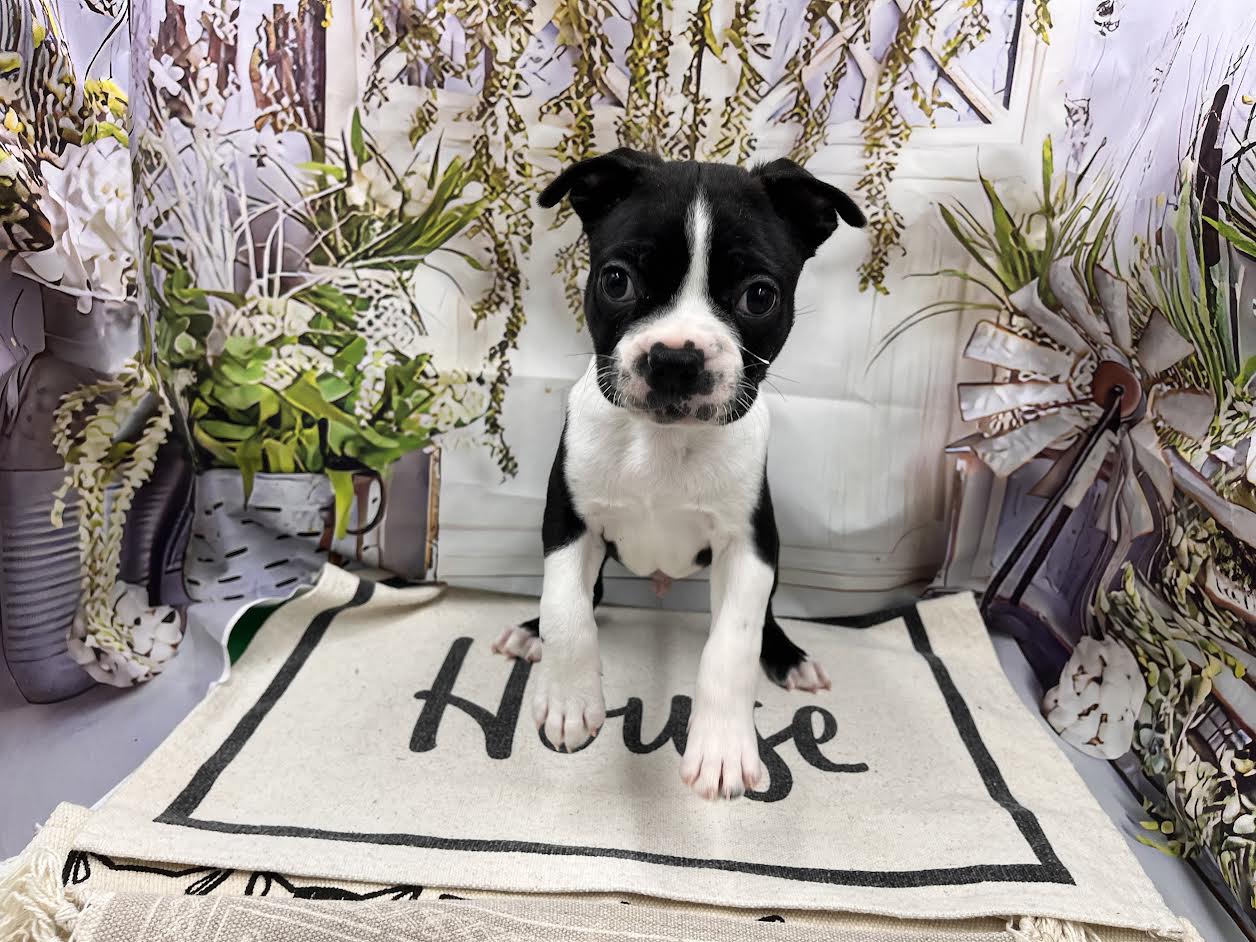 群馬県のボストンテリア (ペッツワン前橋小島田店/2026年1月31日生まれ/男の子/ボストンカラー)の子犬