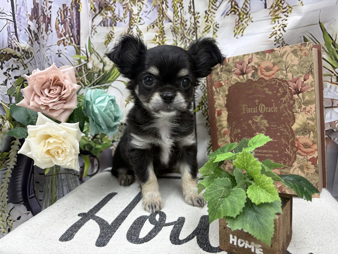 群馬県のチワワ(ロング) (ペッツワン前橋小島田店/2026年1月30日生まれ/女の子/ブラックタン)の子犬