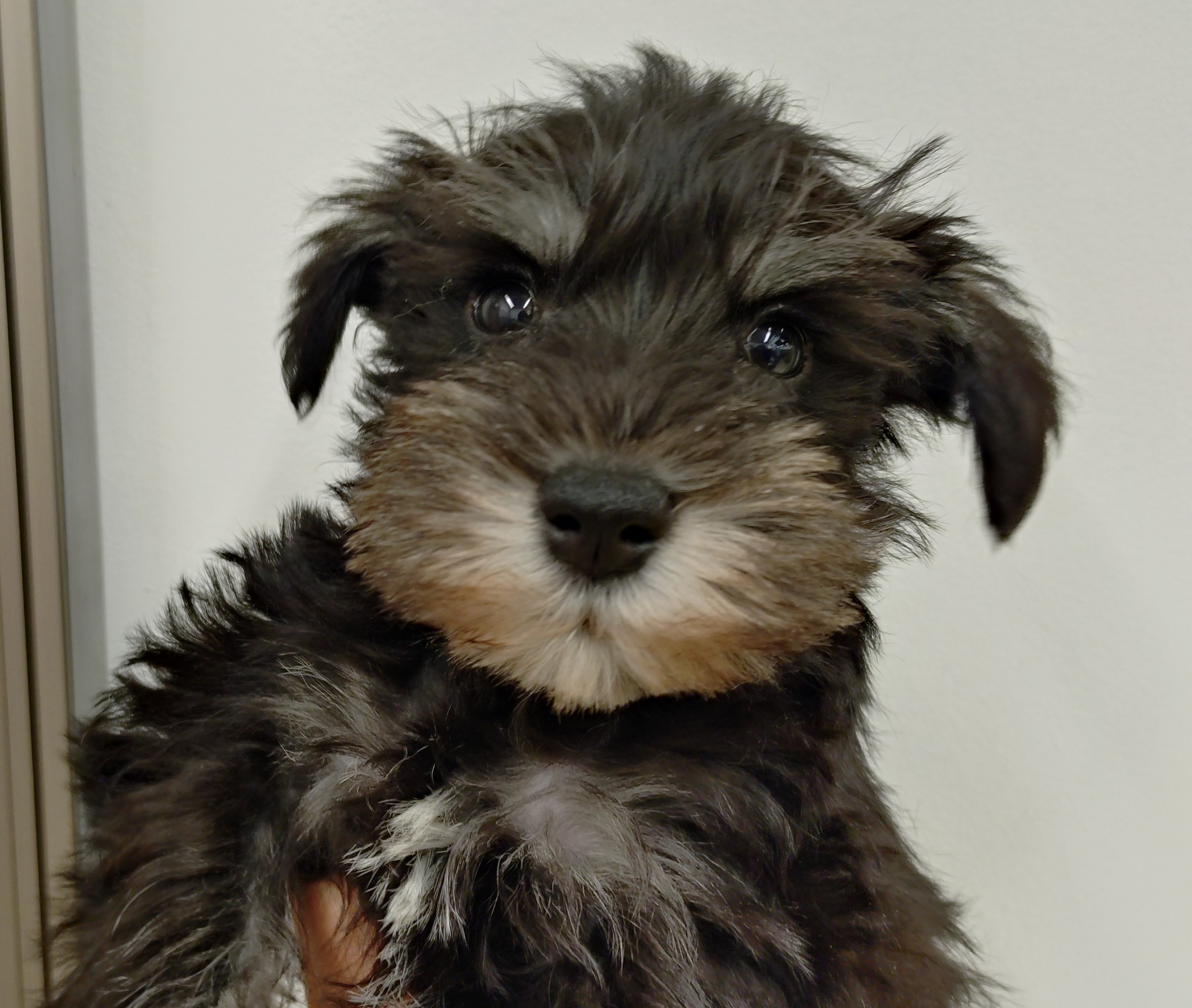 岐阜県のミニチュアシュナウザー (ペッツワン関店/2026年2月10日生まれ/男の子/ブラックシルバー)の子犬