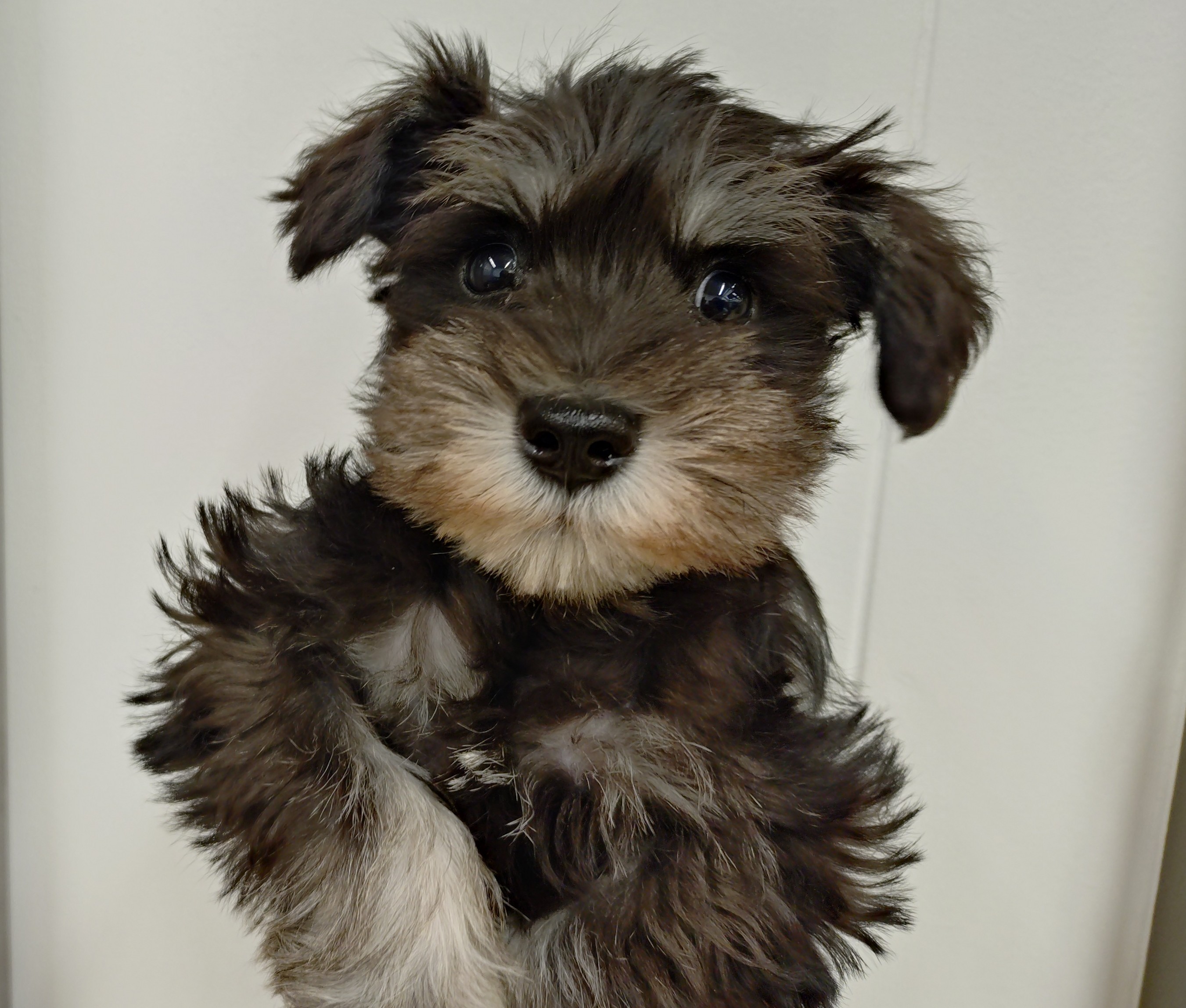 岐阜県のミニチュアシュナウザー (ペッツワン関店/2026年2月10日生まれ/男の子/ブラックシルバー)の子犬