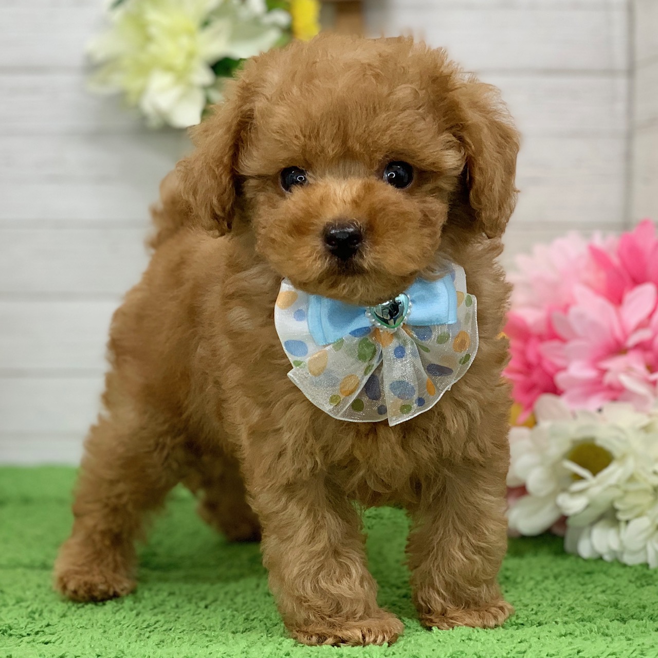 兵庫県のトイプードル(トイ) (ペッツワン神戸ひよどり台店/2026年2月4日生まれ/女の子/オレンジフォーン)の子犬の2枚目の画像