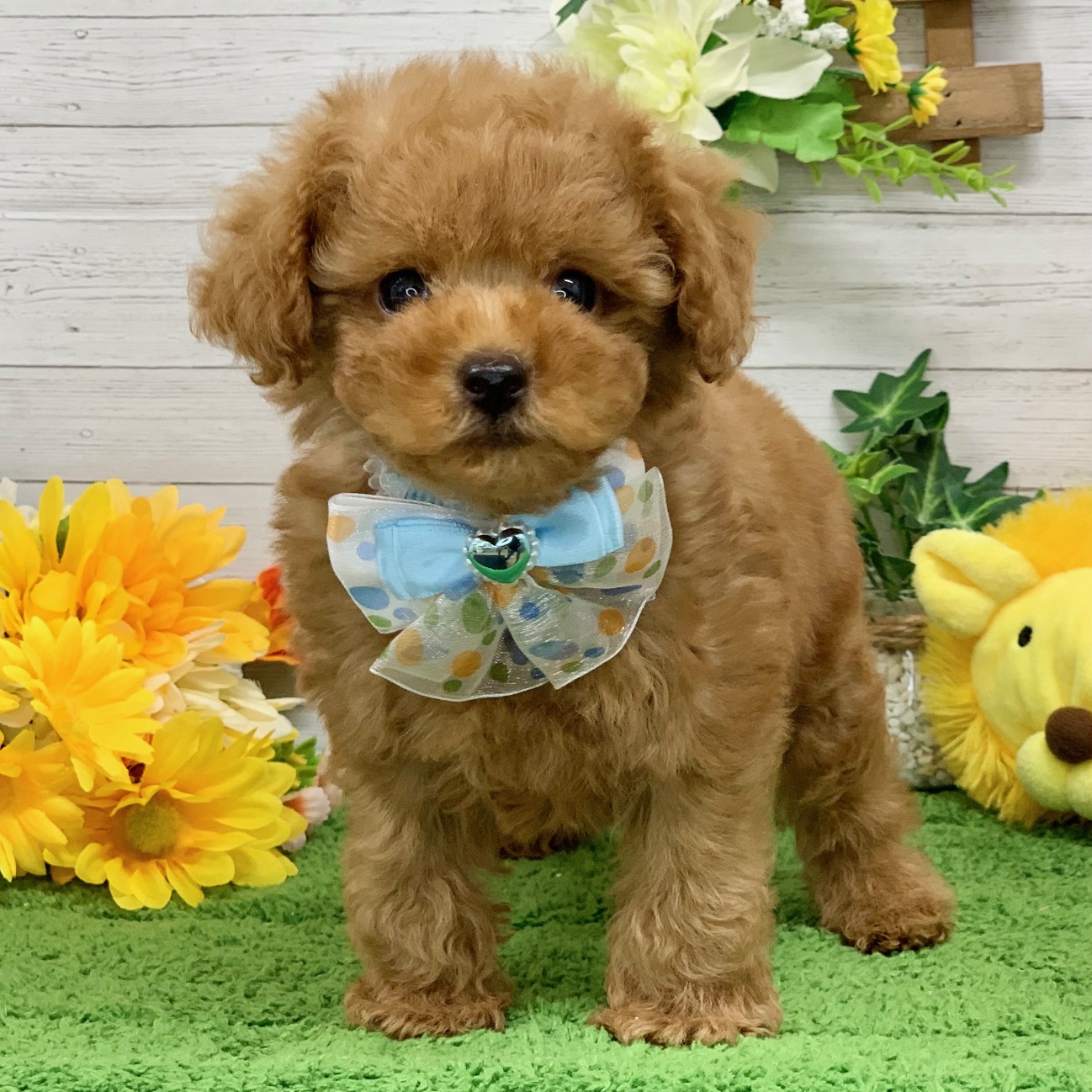 兵庫県のトイプードル(トイ) (ペッツワン神戸ひよどり台店/2026年2月4日生まれ/女の子/オレンジフォーン)の子犬の1枚目の画像