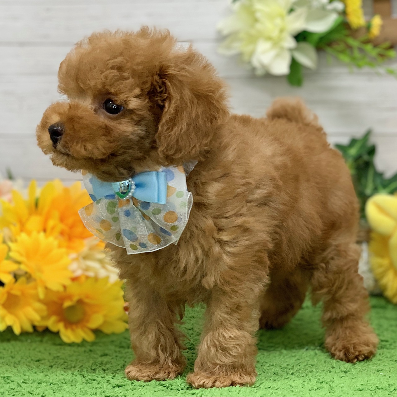 兵庫県のトイプードル(トイ) (ペッツワン神戸ひよどり台店/2026年2月4日生まれ/女の子/オレンジフォーン)の子犬の3枚目の画像