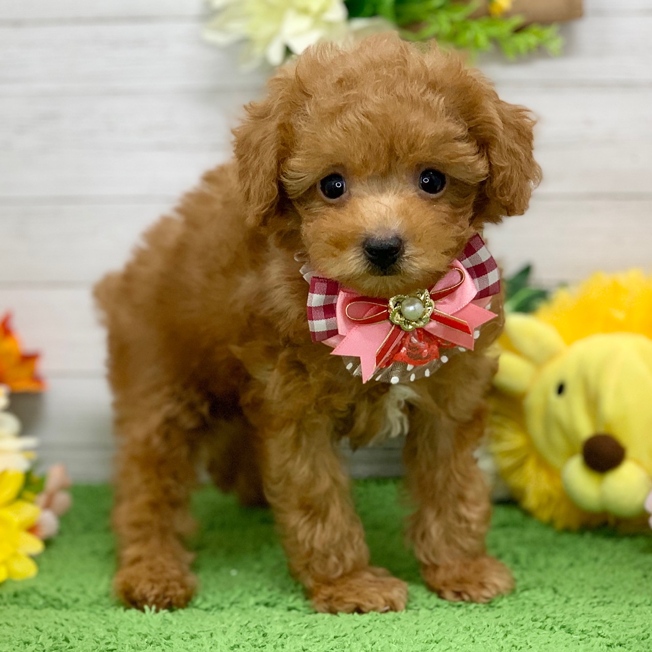 兵庫県のトイプードル(トイ) (ペッツワン神戸ひよどり台店/2026年2月4日生まれ/女の子/オレンジフォーン)の子犬の2枚目の画像