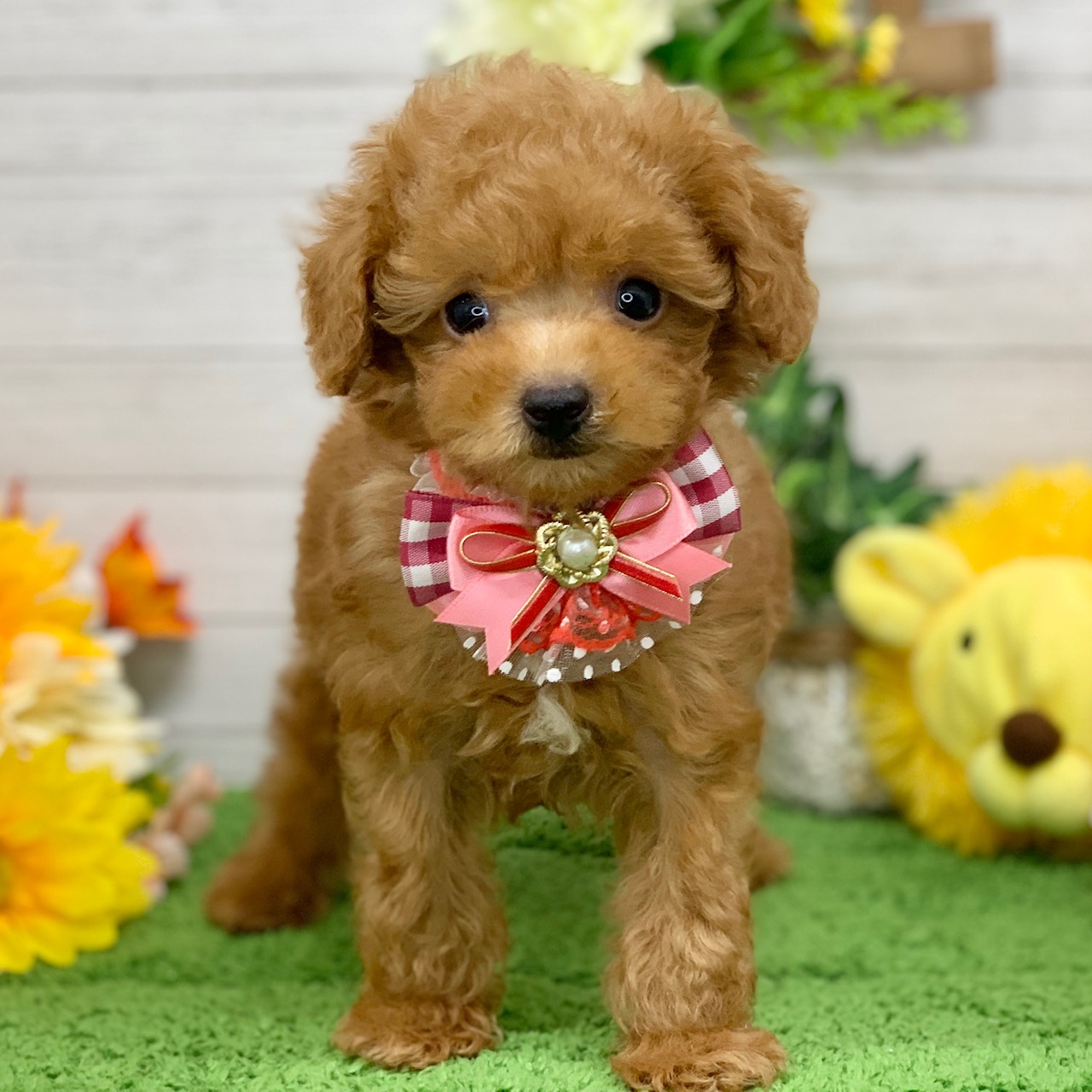 兵庫県のトイプードル(トイ) (ペッツワン神戸ひよどり台店/2026年2月4日生まれ/女の子/オレンジフォーン)の子犬の1枚目の画像