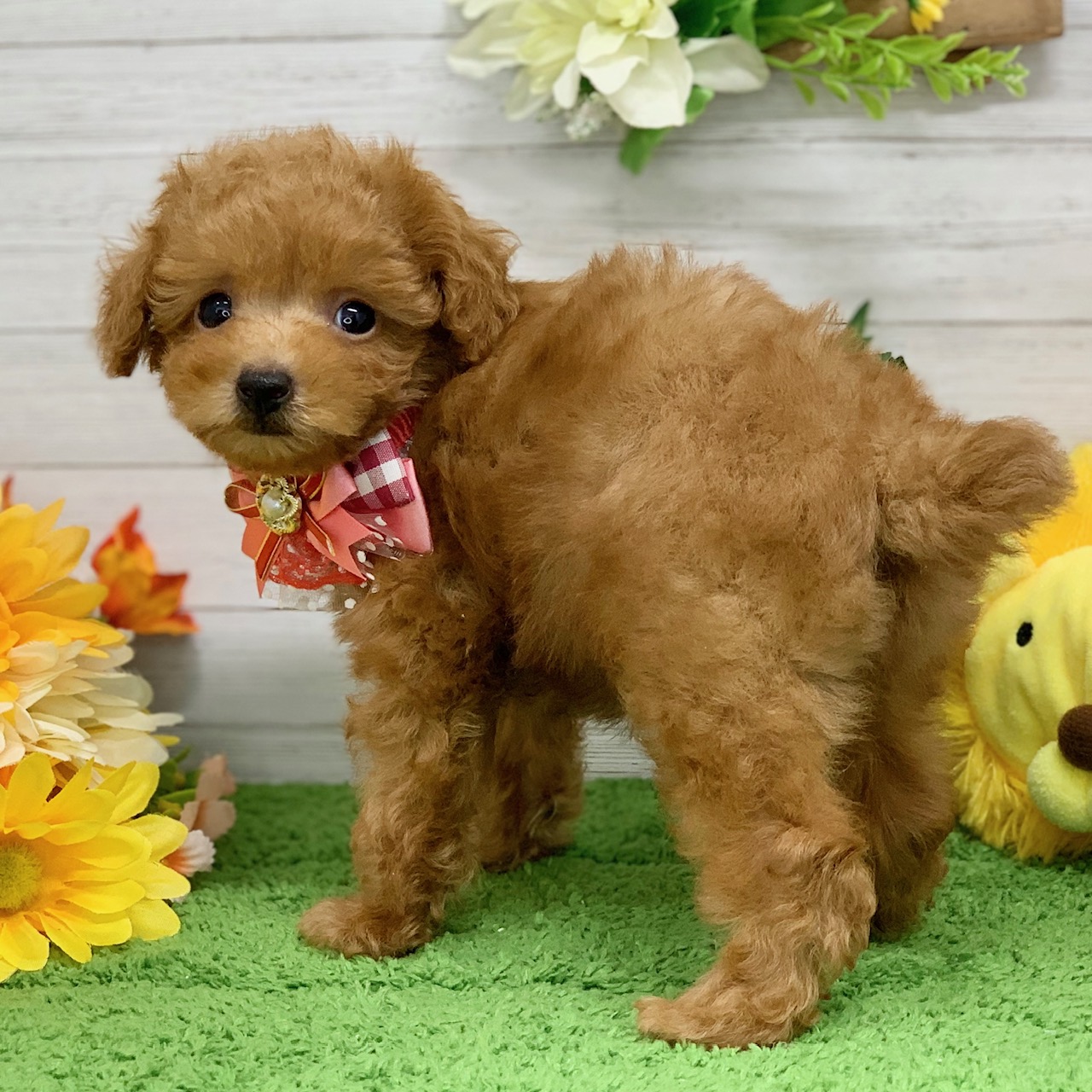 兵庫県のトイプードル(トイ) (ペッツワン神戸ひよどり台店/2026年2月4日生まれ/女の子/オレンジフォーン)の子犬の3枚目の画像