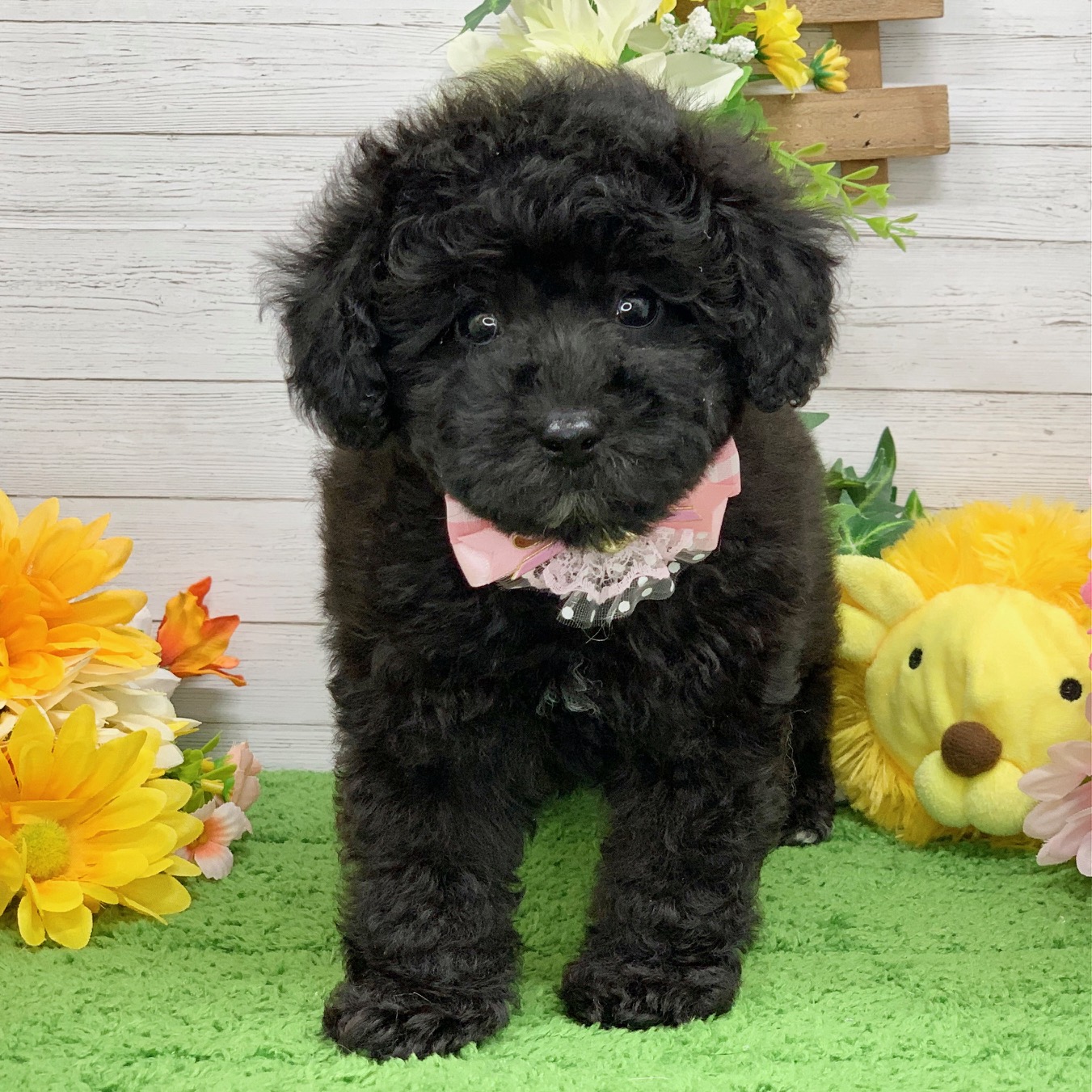 兵庫県のトイプードル(トイ) (ペッツワン神戸ひよどり台店/2026年2月5日生まれ/女の子/グレー)の子犬の2枚目の画像