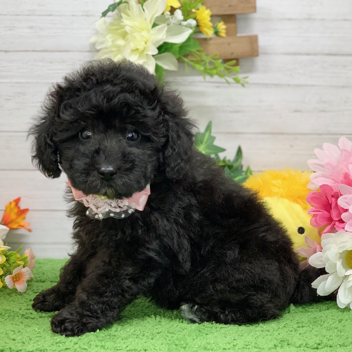 兵庫県のトイプードル(トイ) (ペッツワン神戸ひよどり台店/2026年2月5日生まれ/女の子/グレー)の子犬の3枚目の画像