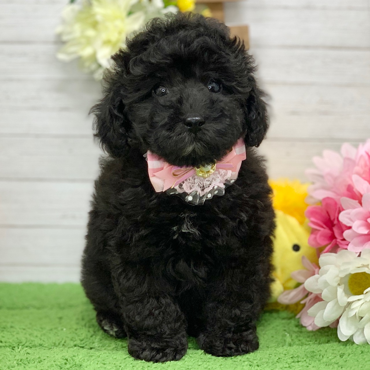 兵庫県のトイプードル(トイ) (ペッツワン神戸ひよどり台店/2026年2月5日生まれ/女の子/グレー)の子犬の1枚目の画像