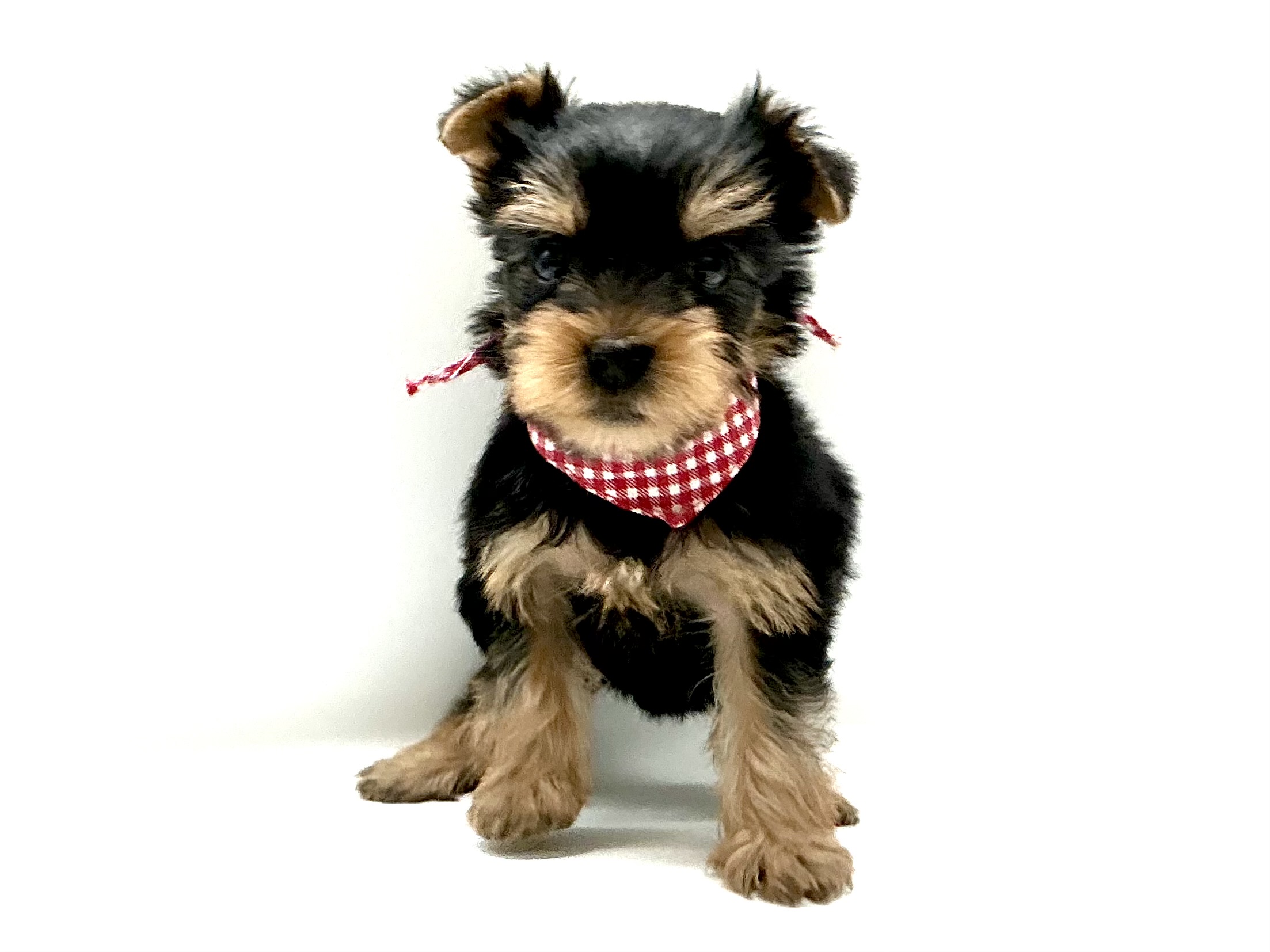 埼玉県のヨークシャーテリア (ペッツワン鶴ヶ島店/2026年1月31日生まれ/女の子/スチールブルータン)の子犬の1枚目の画像