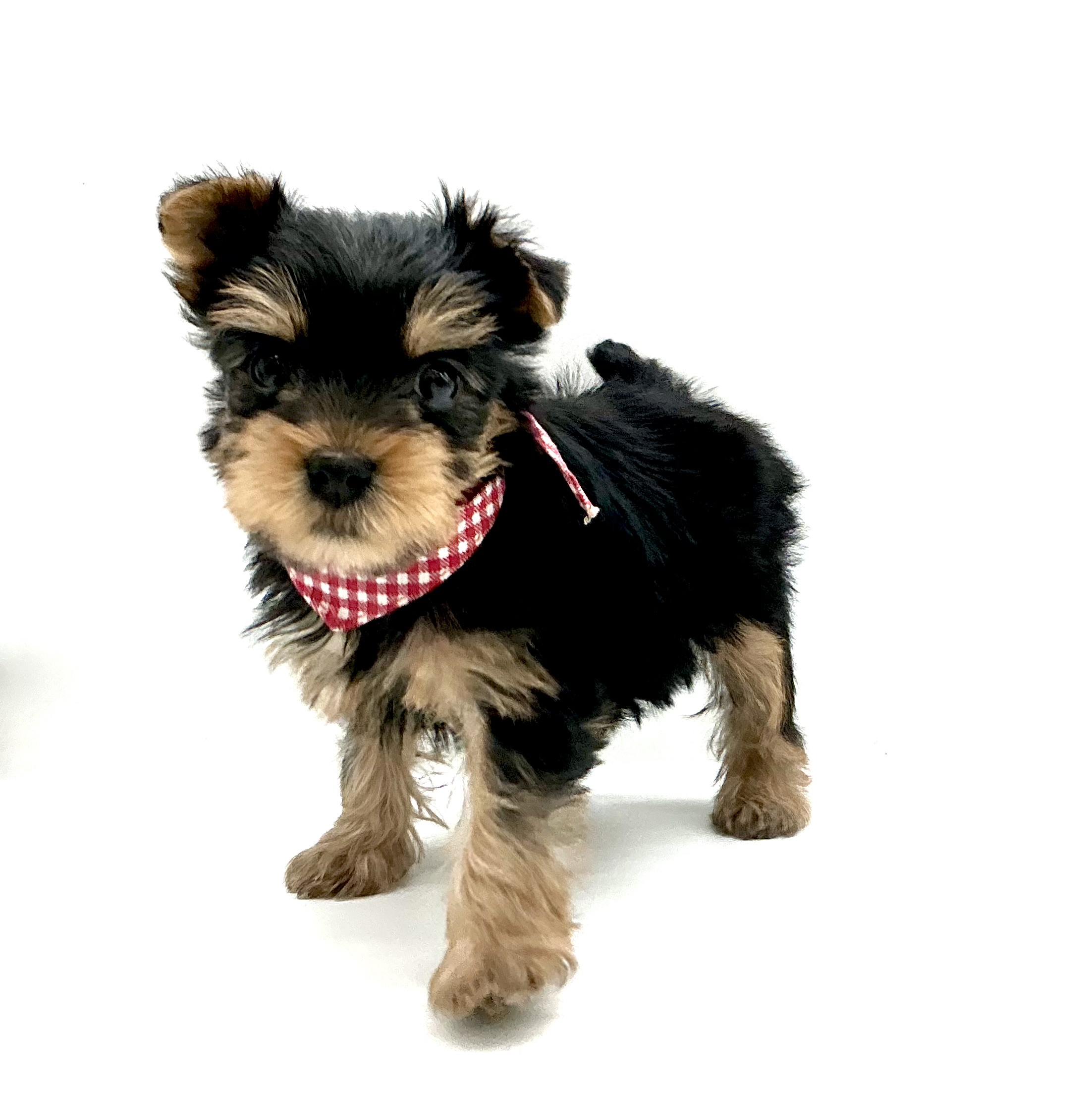 埼玉県のヨークシャーテリア (ペッツワン鶴ヶ島店/2026年1月31日生まれ/女の子/スチールブルータン)の子犬の2枚目の画像