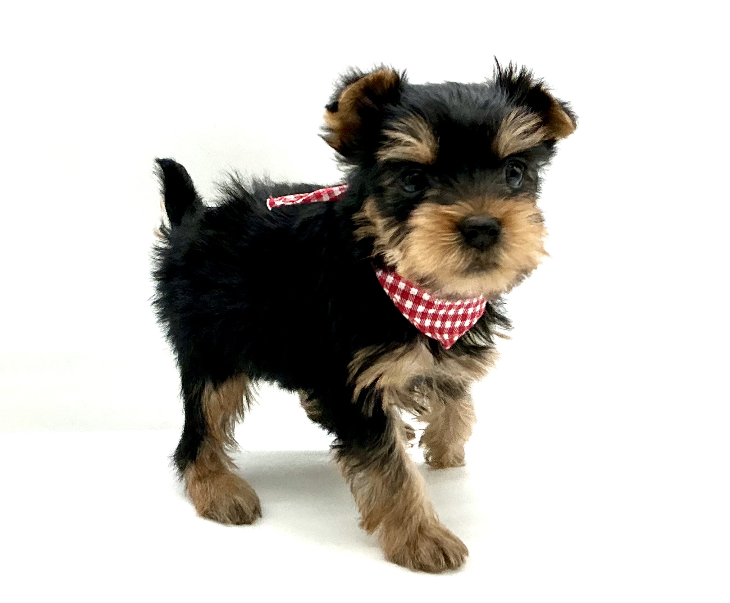 埼玉県のヨークシャーテリア (ペッツワン鶴ヶ島店/2026年1月31日生まれ/女の子/スチールブルータン)の子犬の3枚目の画像