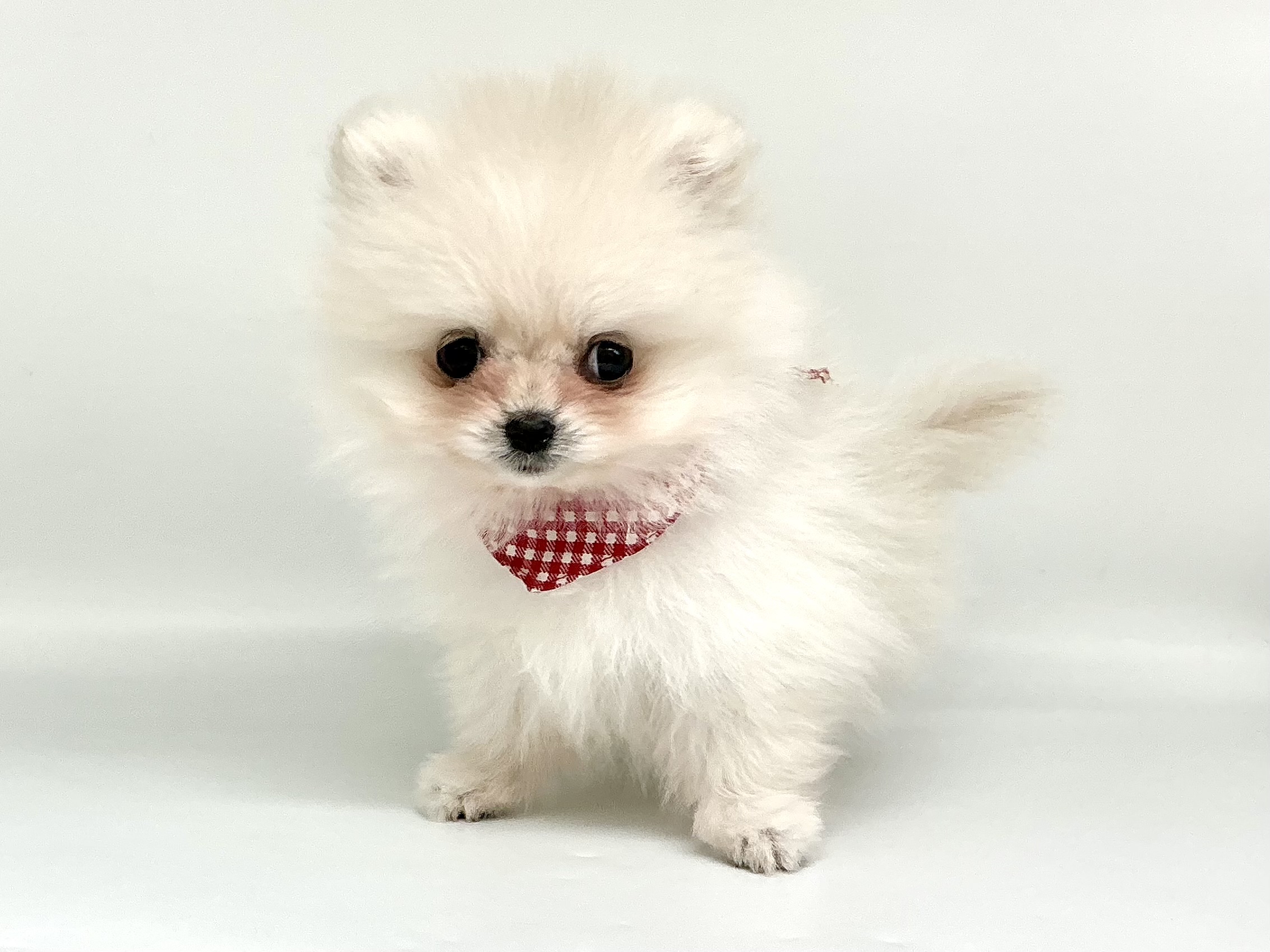 埼玉県のポメラニアン (ペッツワン鶴ヶ島店/2026年2月10日生まれ/男の子/クリーム)の子犬の1枚目の画像