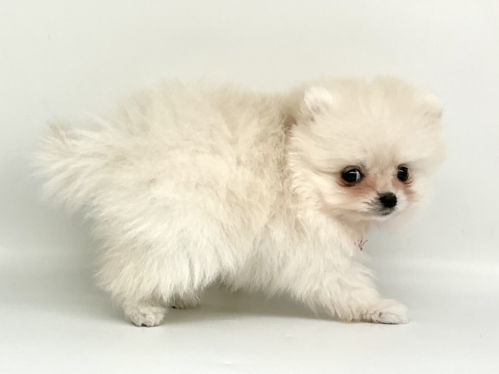 埼玉県のポメラニアン (ペッツワン鶴ヶ島店/2026年2月10日生まれ/男の子/クリーム)の子犬の3枚目の画像