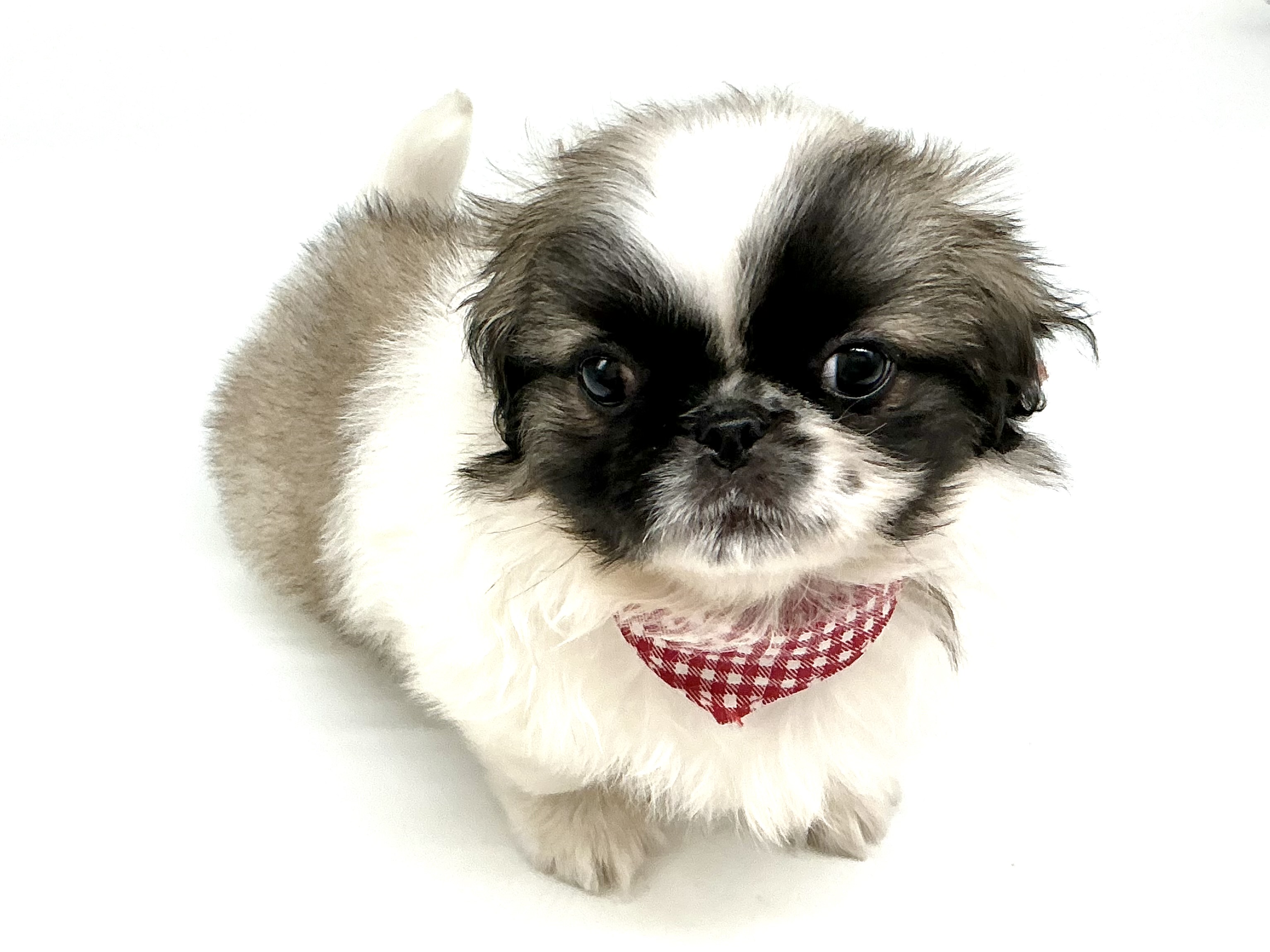 埼玉県のペキニーズ (ペッツワン鶴ヶ島店/2026年2月7日生まれ/男の子/パーティーカラー)の子犬の1枚目の画像