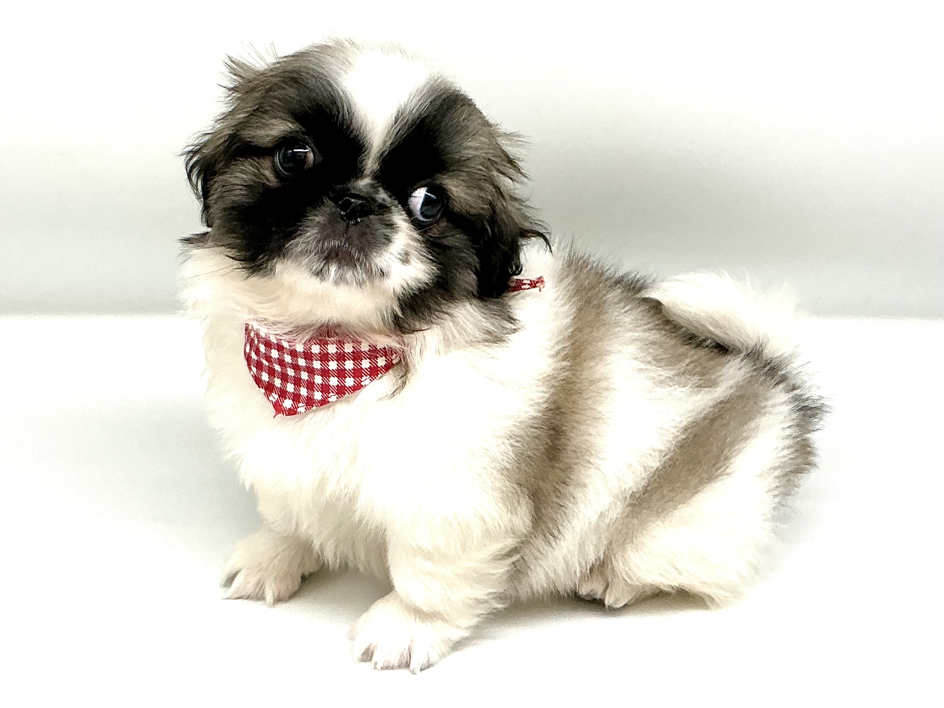 埼玉県のペキニーズ (ペッツワン鶴ヶ島店/2026年2月7日生まれ/男の子/パーティーカラー)の子犬の2枚目の画像