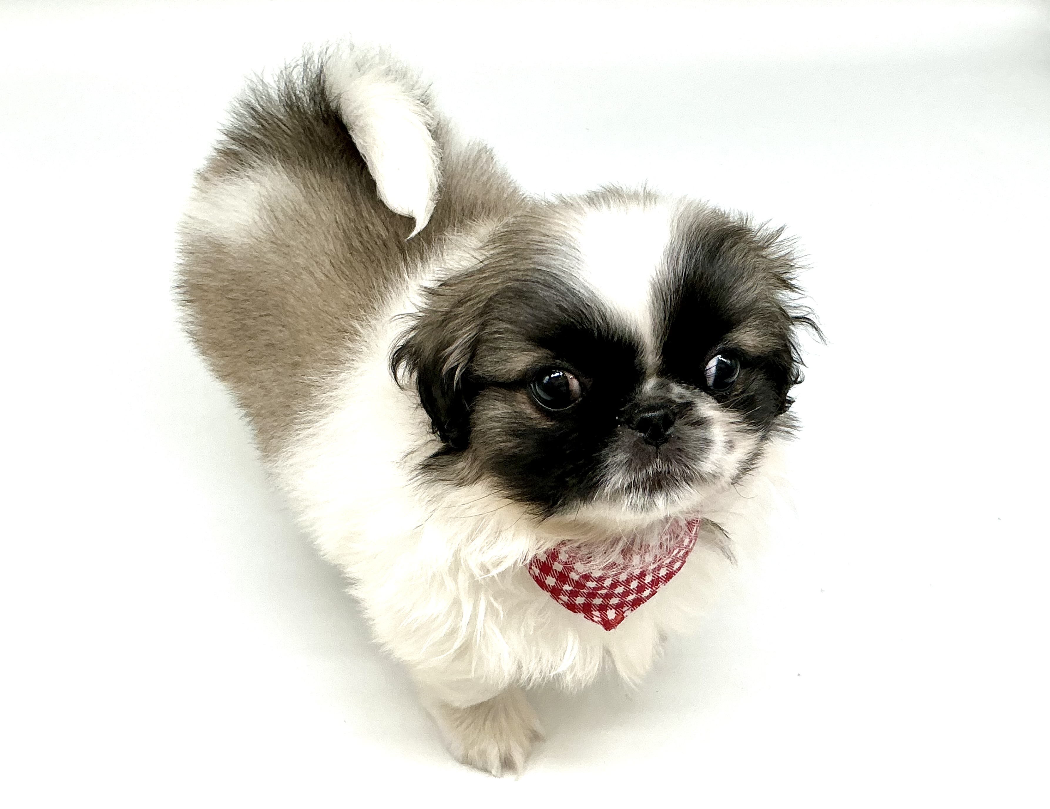 埼玉県のペキニーズ (ペッツワン鶴ヶ島店/2026年2月7日生まれ/男の子/パーティーカラー)の子犬の3枚目の画像