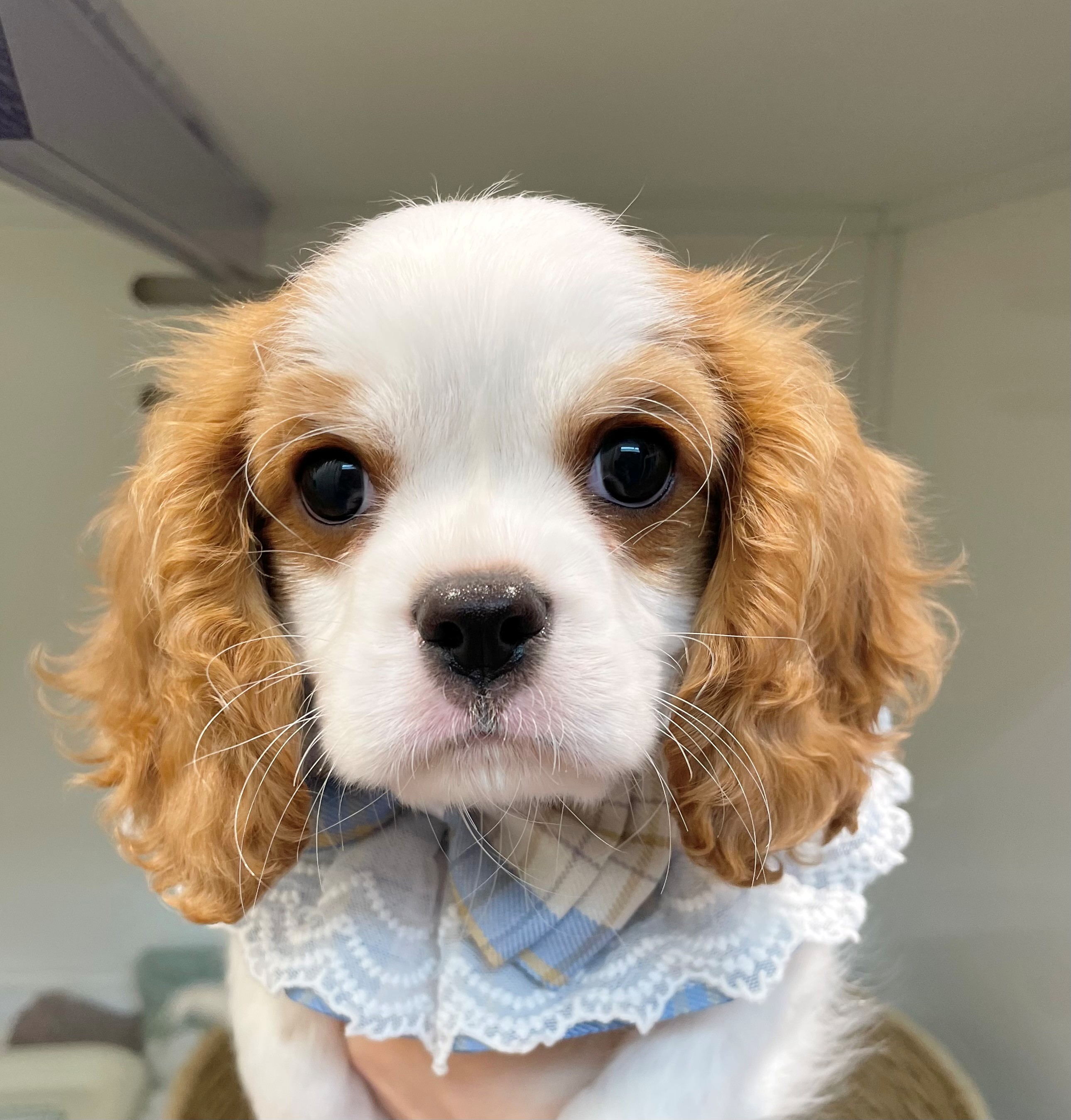 岐阜県のキャバリアキングチャールズスパニエル (ペッツワン可児店/2026年1月10日生まれ/男の子/ブレンハイム)の子犬