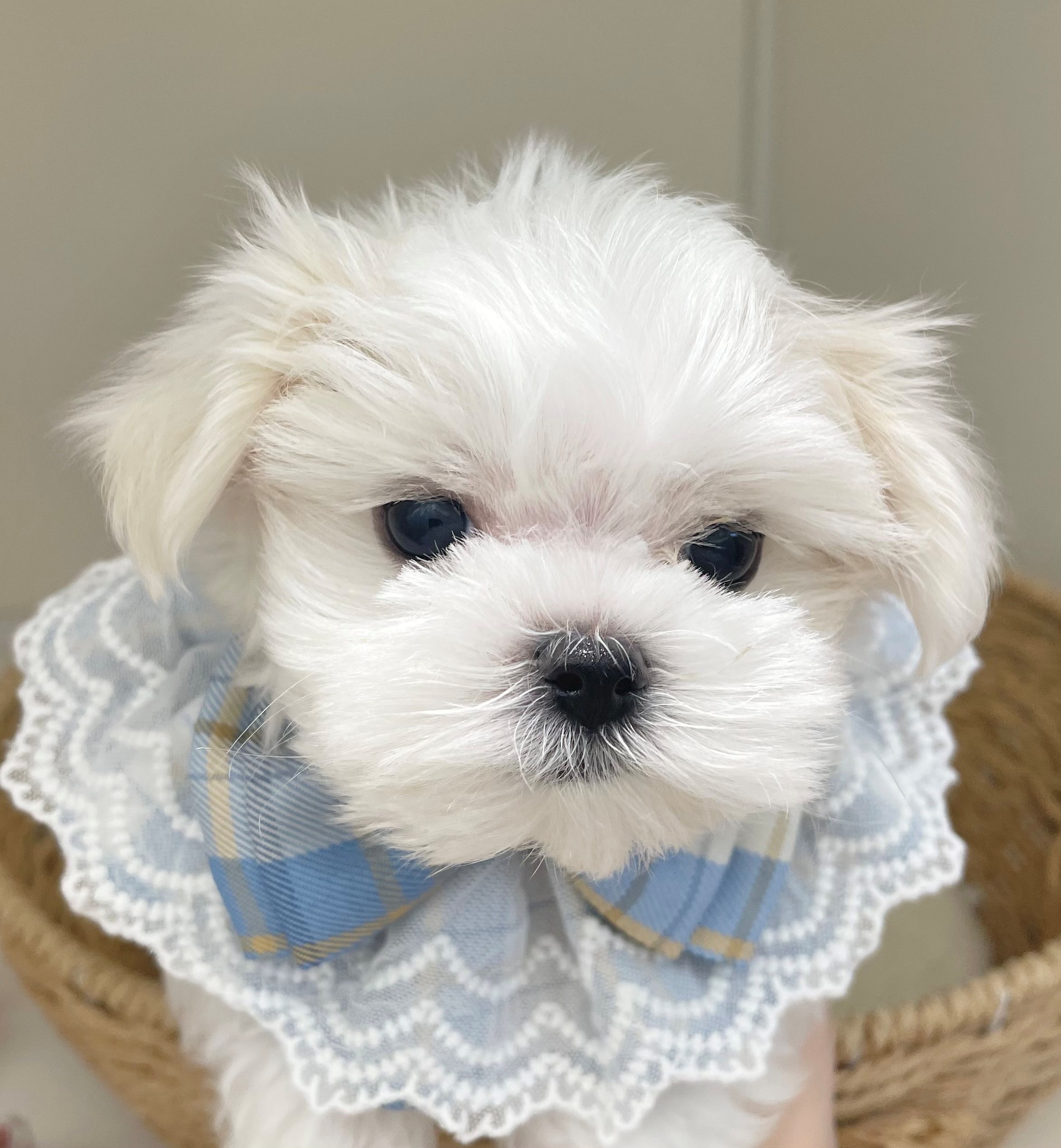 岐阜県のマルチーズ (ペッツワン可児店/2026年1月10日生まれ/男の子/ホワイト)の子犬