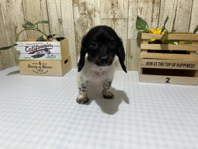 静岡県のミニチュアダックスフンド(ロング) (ペッツワン浜松都田テクノ店/2026年2月4日生まれ/男の子/ブラックタンパイボールド)の子犬