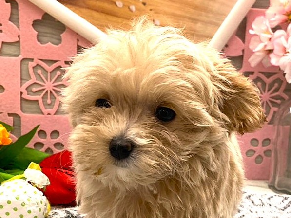 京都府のハーフ犬・ミックス犬 (ペッツワン木津川店/2026年1月19日生まれ/男の子/アプリコット)の子犬