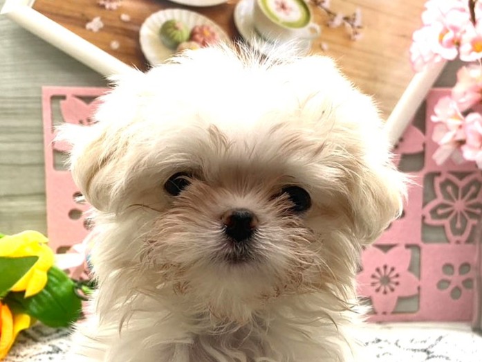 京都府のハーフ犬・ミックス犬 (ペッツワン木津川店/2026年1月25日生まれ/男の子/ホワイトクリーム)の子犬