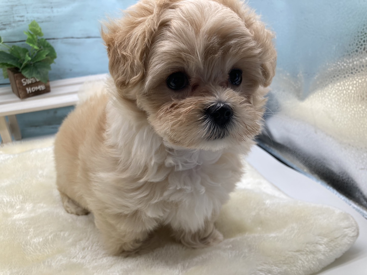 静岡県のハーフ犬・ミックス犬 (ペッツワン藤枝店/2026年2月8日生まれ/女の子/クリームホワイト)の子犬