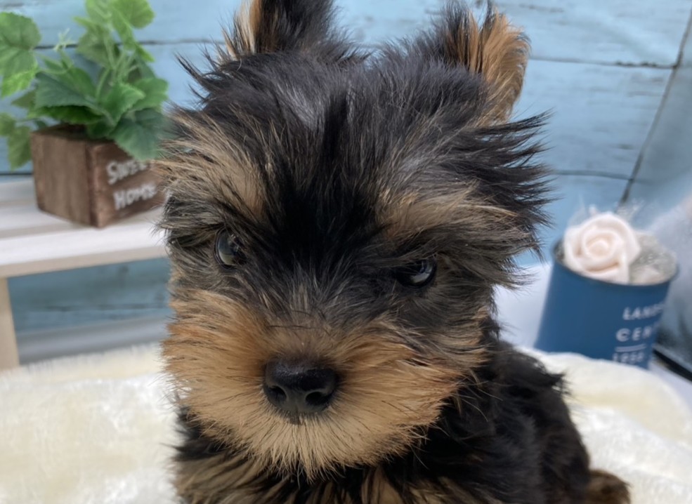 静岡県のヨークシャーテリア (ペッツワン藤枝店/2026年2月7日生まれ/女の子/スチールブルータン)の子犬
