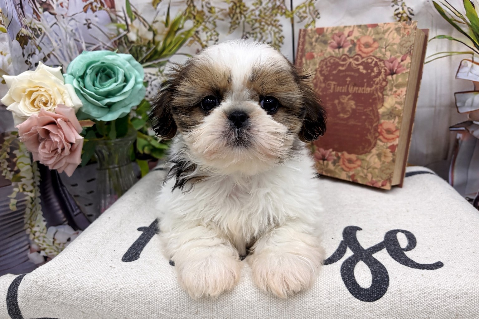 群馬県のシーズー (ペッツワン前橋小島田店/2026年2月7日生まれ/女の子/ゴールドホワイト)の子犬