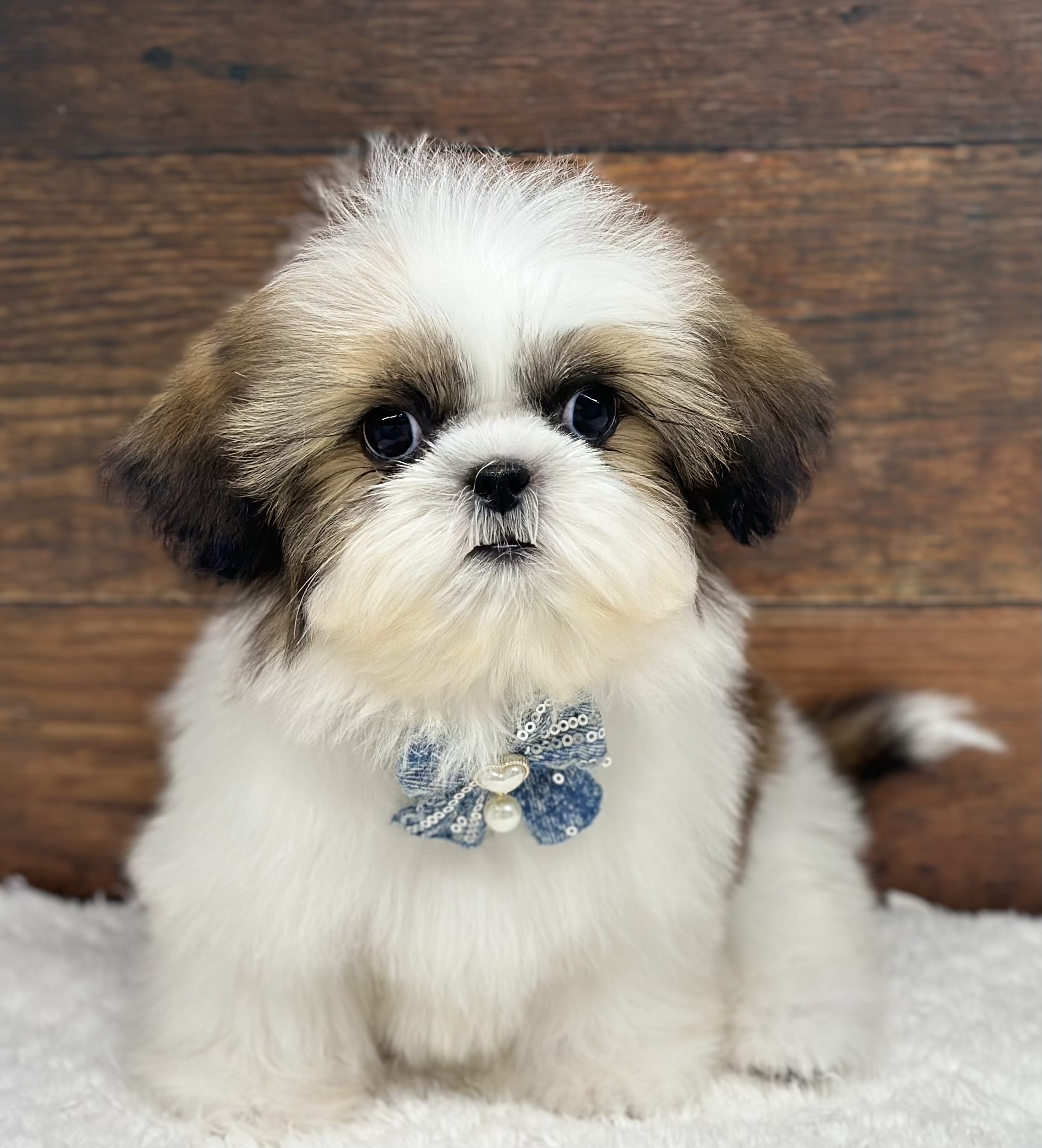 愛知県のシーズー (ペッツワン名古屋大高インター店/2026年1月4日生まれ/女の子/ゴールドホワイト)の子犬